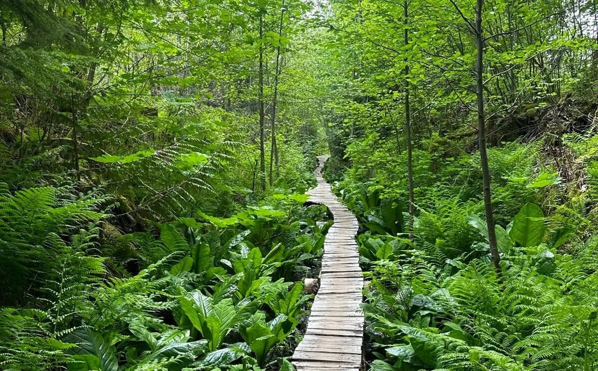 path to debeck's hill ()