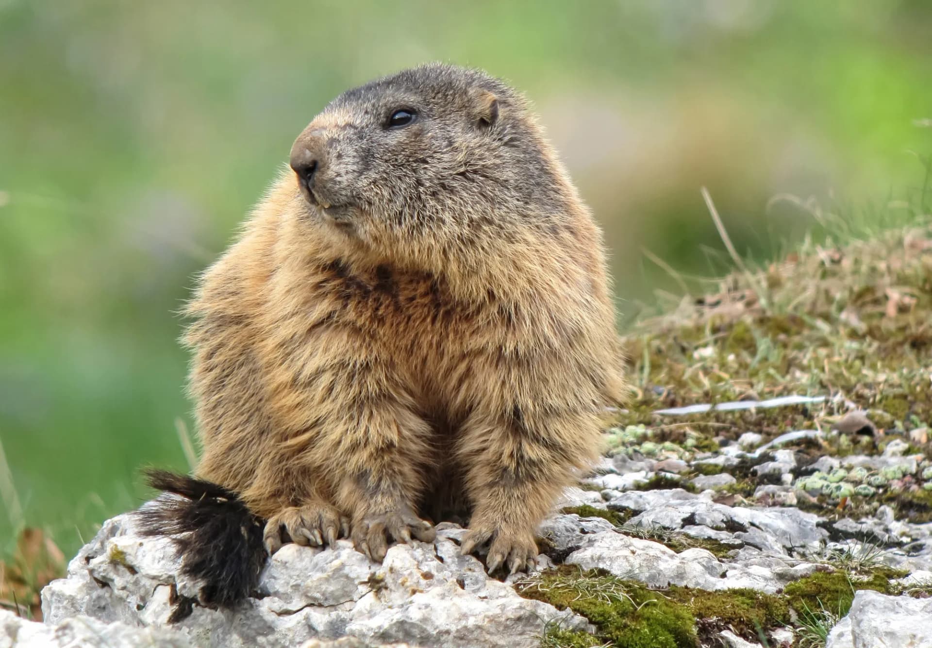 Marmot sitting on gray rocks with green grass background in the mountains