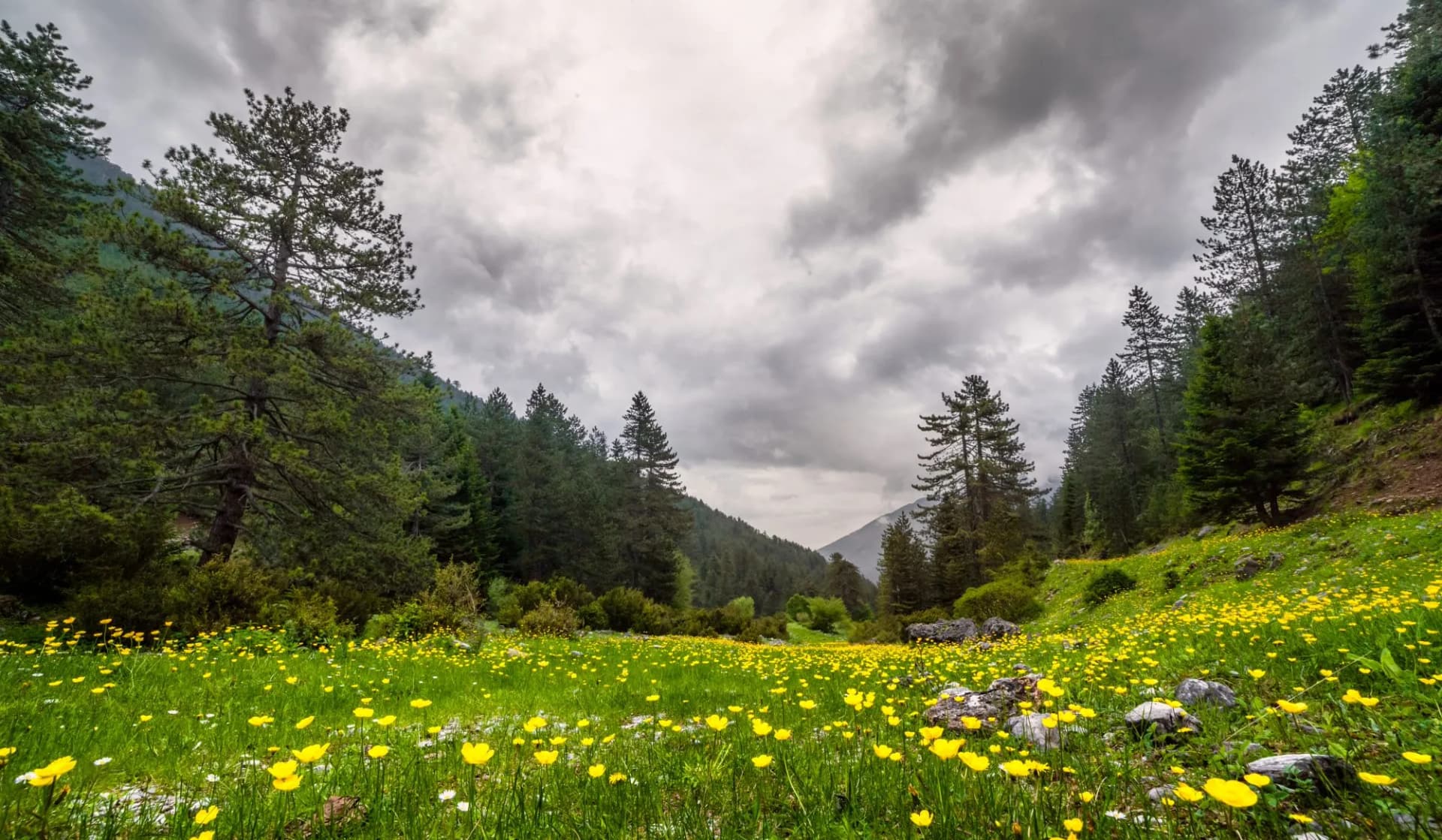 Wild blooms on Xerolaka Hill in spring