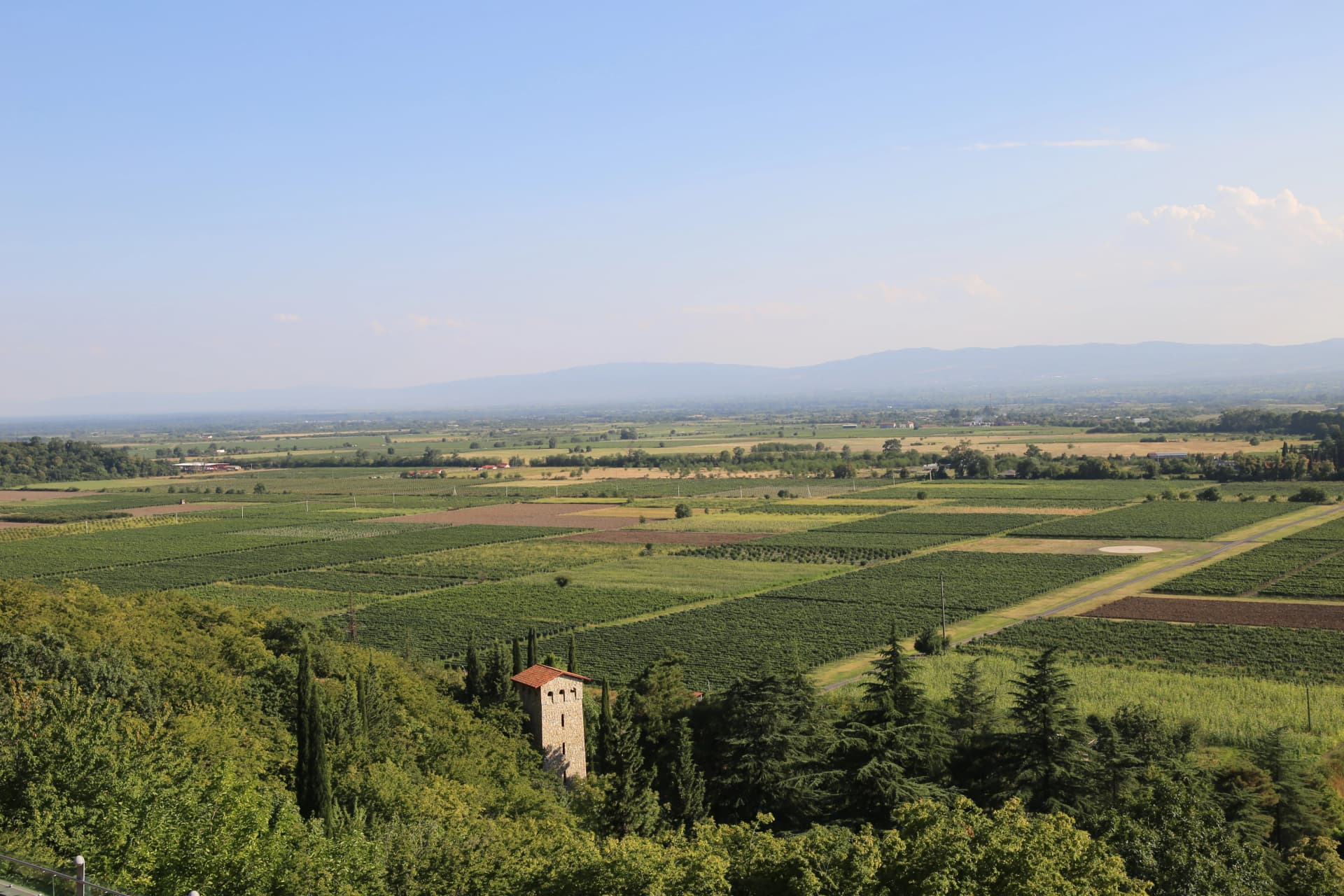 vineyard fields in Kakheti Georgia