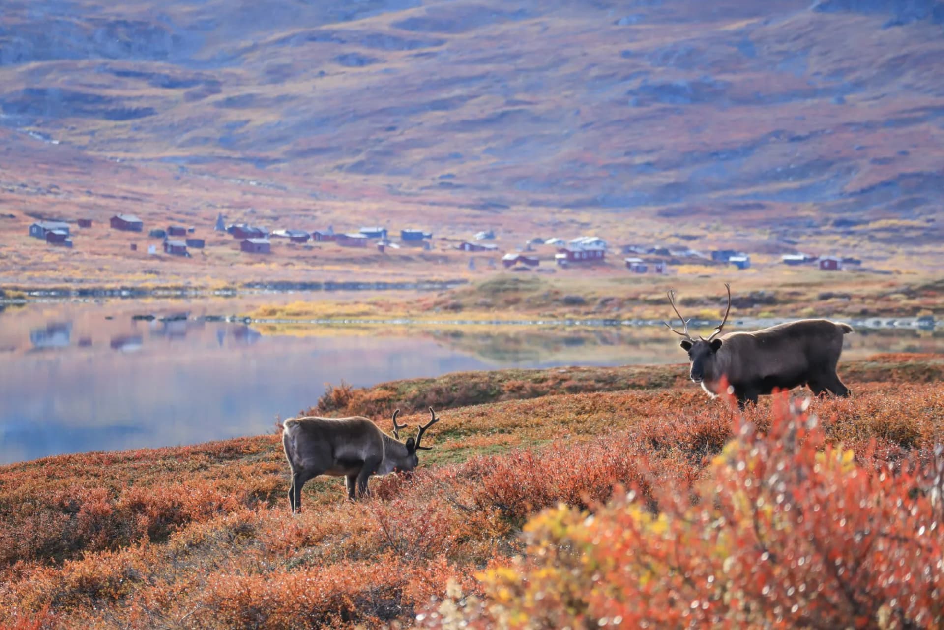 Reindeer in Abisko national park