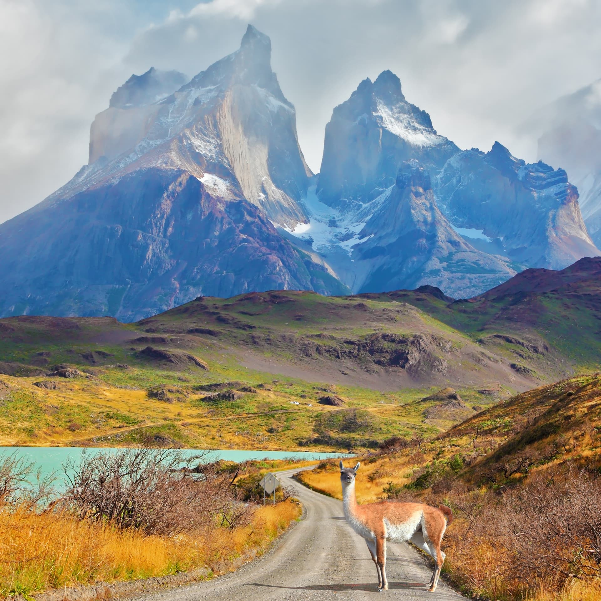 Guanaco standing on a dirt road near a turquoise lake with snow-capped mountain peaks in the background.