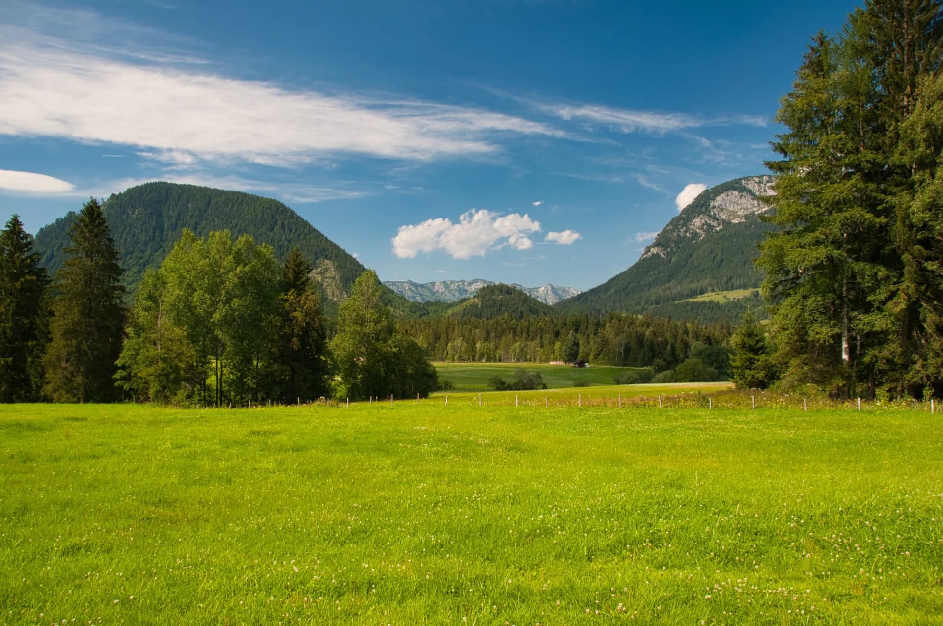 Moor wiese in sommer grün nahe dem ödensee bad mitterndorf salzkammergut steiermark
