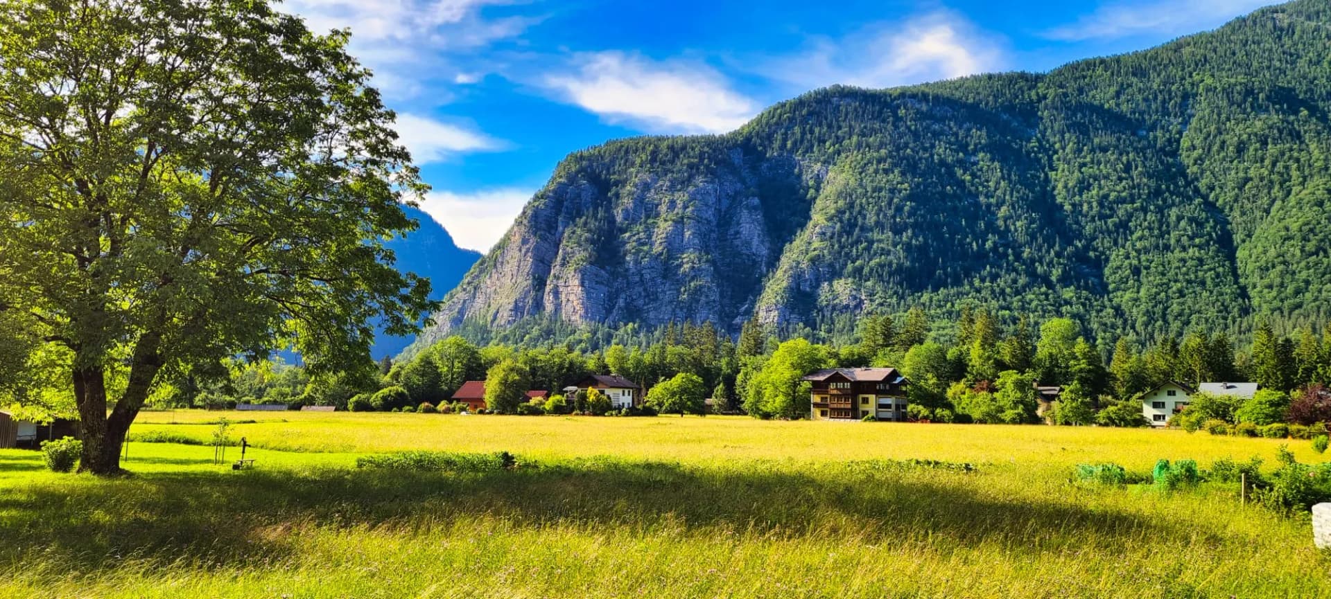 A bright summer day in Obertraun, Austria, showcasing a vibrant green field, a large tree, and majestic mountains in the background. The idyllic landscape captures the beauty of nature in this serene