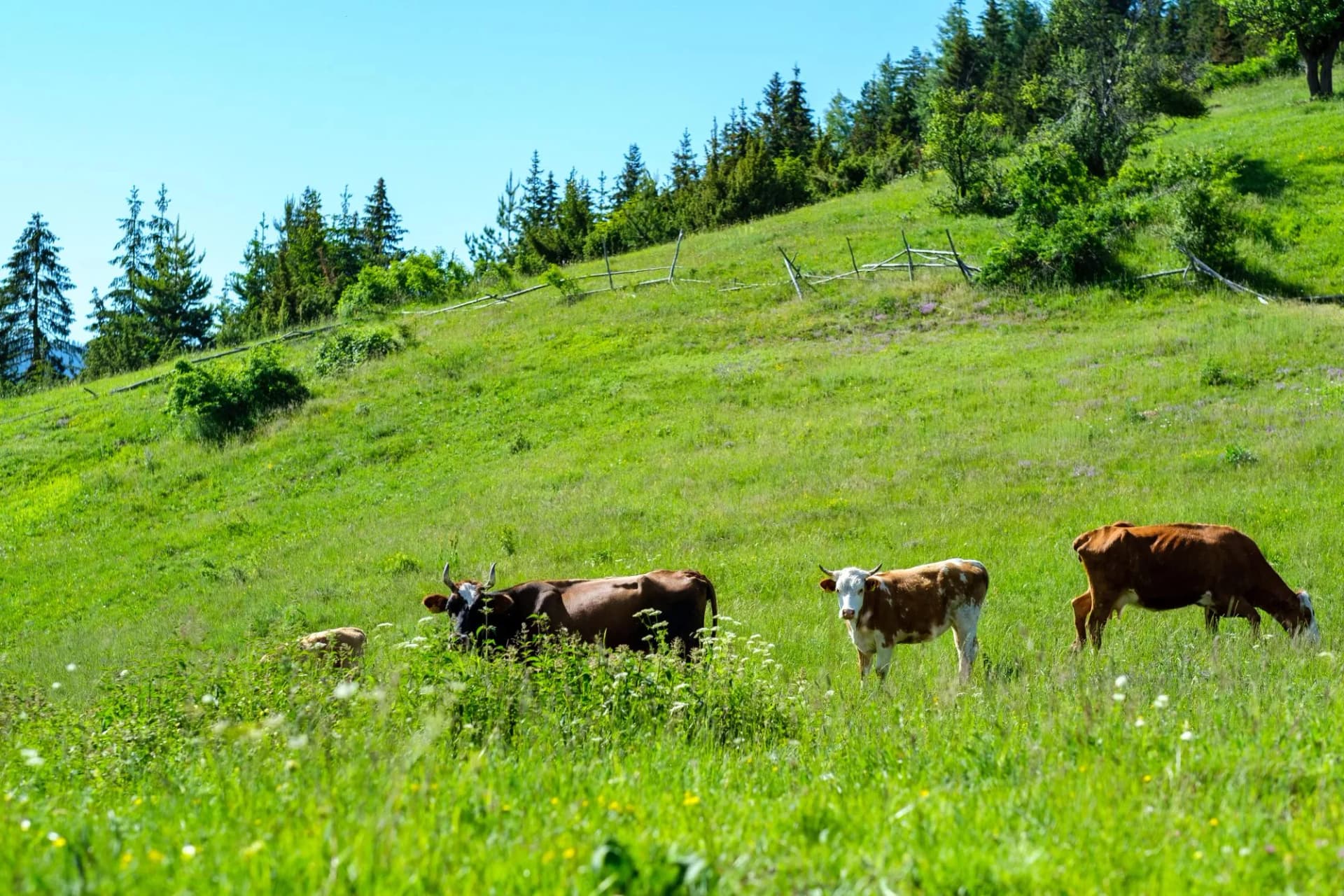 Cows in Sharri mountains from rugova kosovo. Green mountains with a blue sky.
