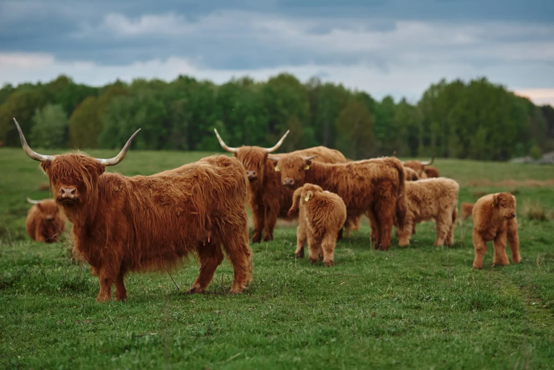 Iconic Highland cows with calves in Scotland’s meadows