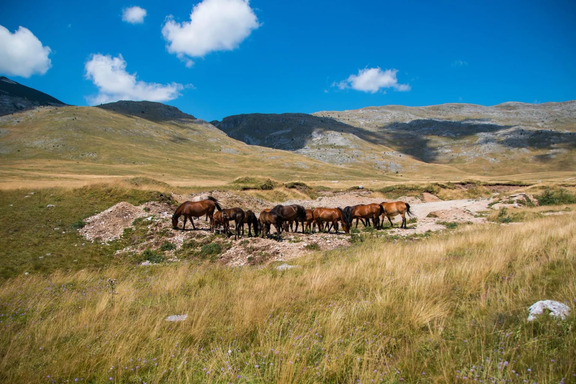 Free wild horses grazing on the Bjelašnica mountain