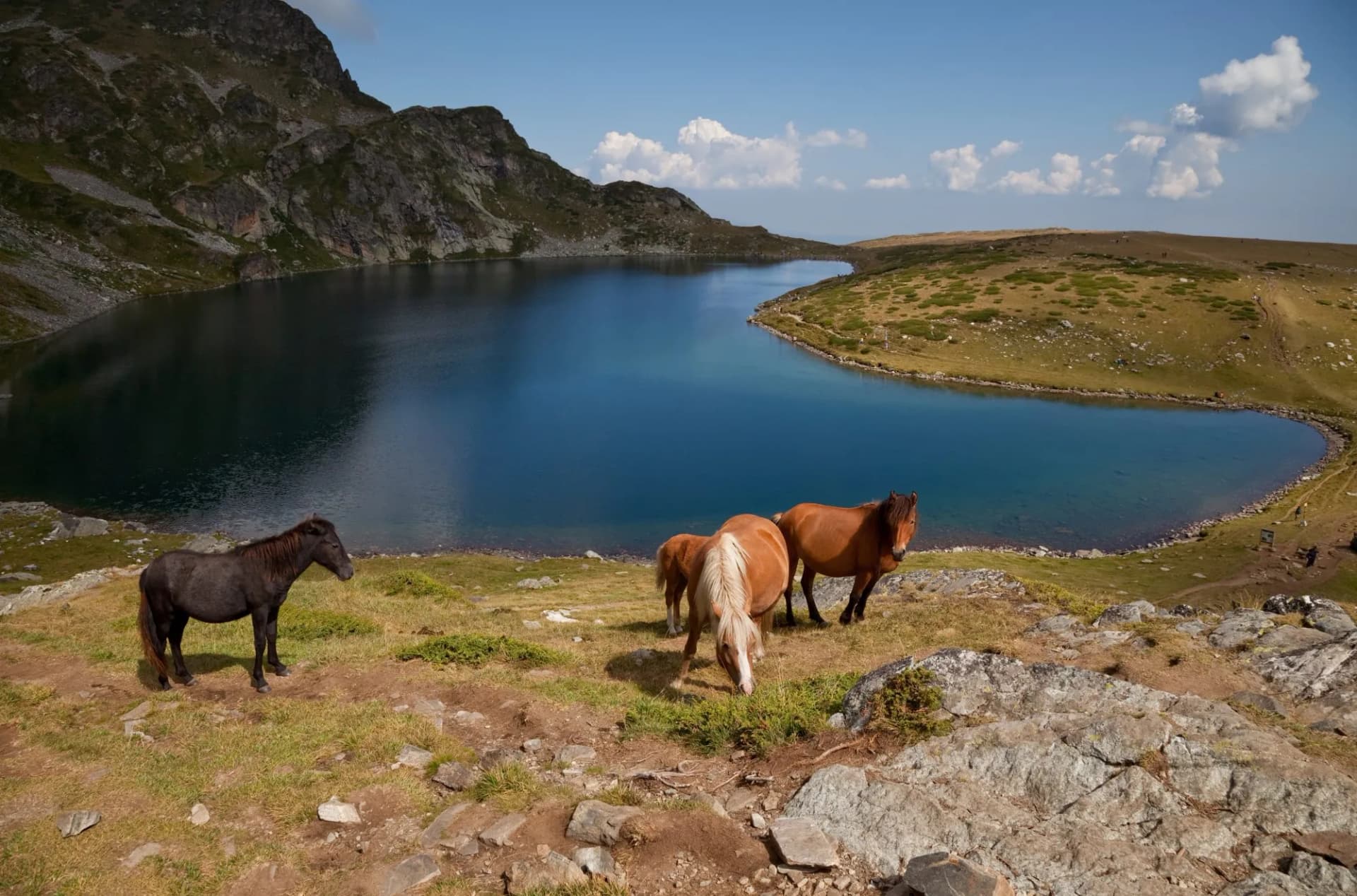 horses by a Rila mountains lake