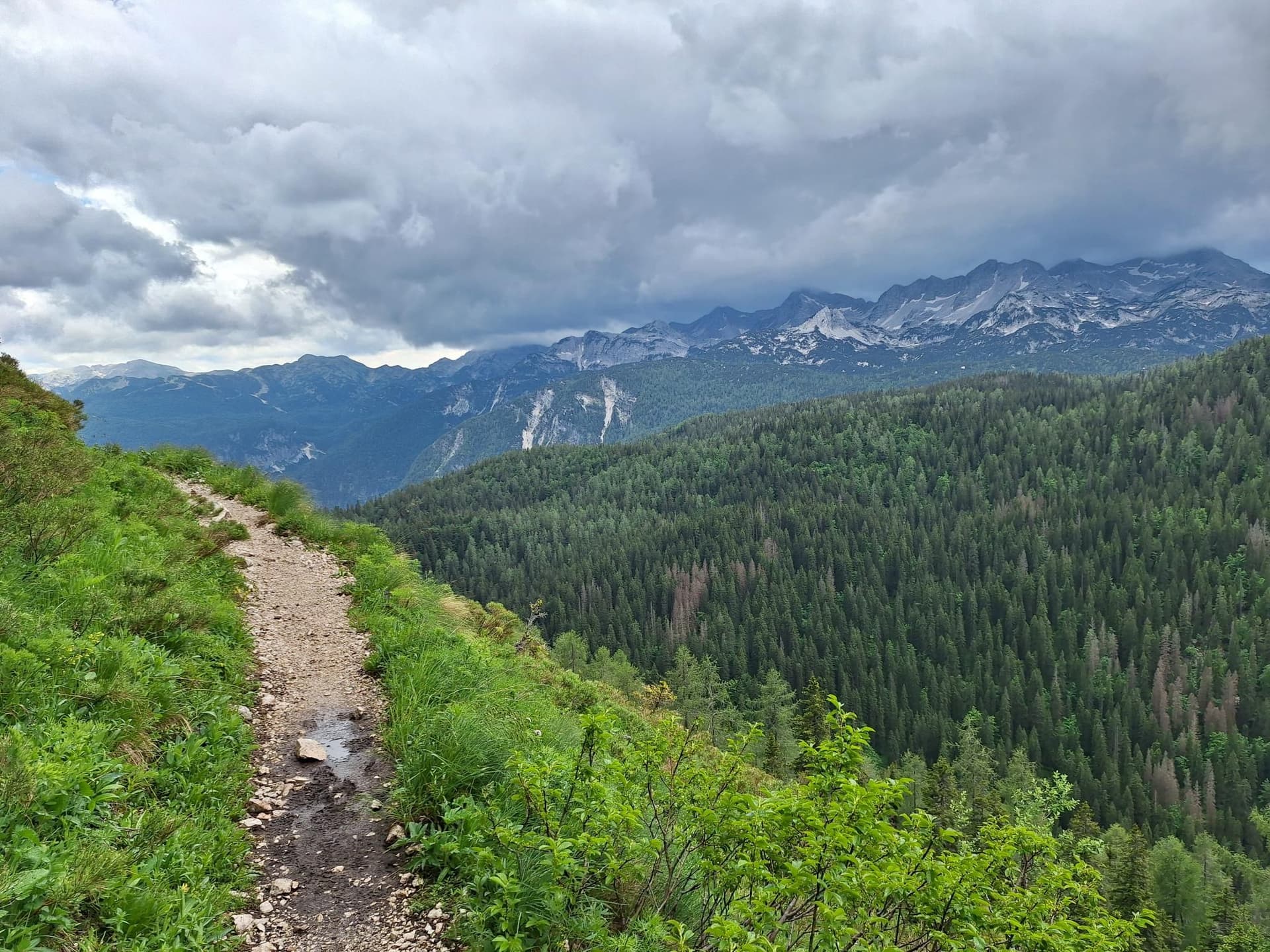 Hiking trail along a grassy ridge overlooking a dense pine forest and jagged mountain peaks under a cloudy sky.