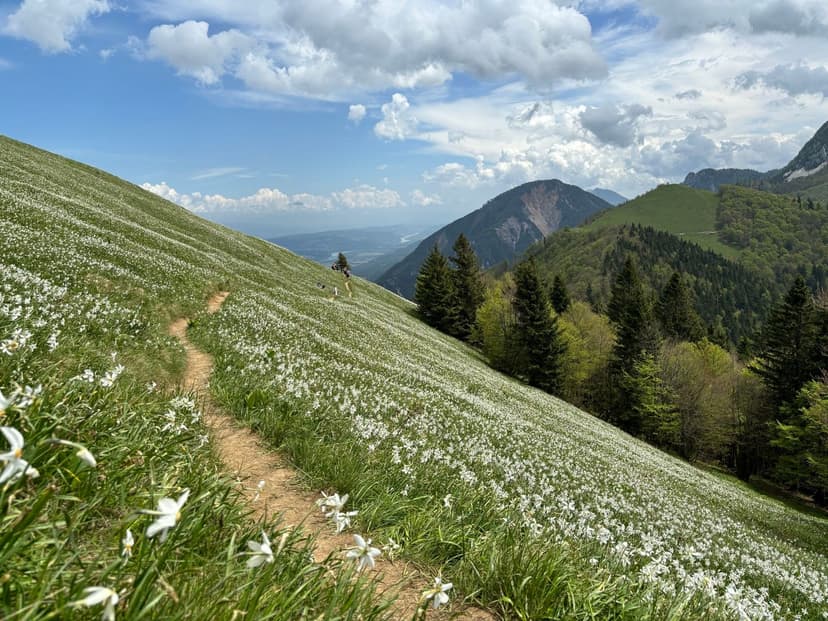 Hiking trail through a hillside covered in white narcissus flowers in the Karawanks mountain range.