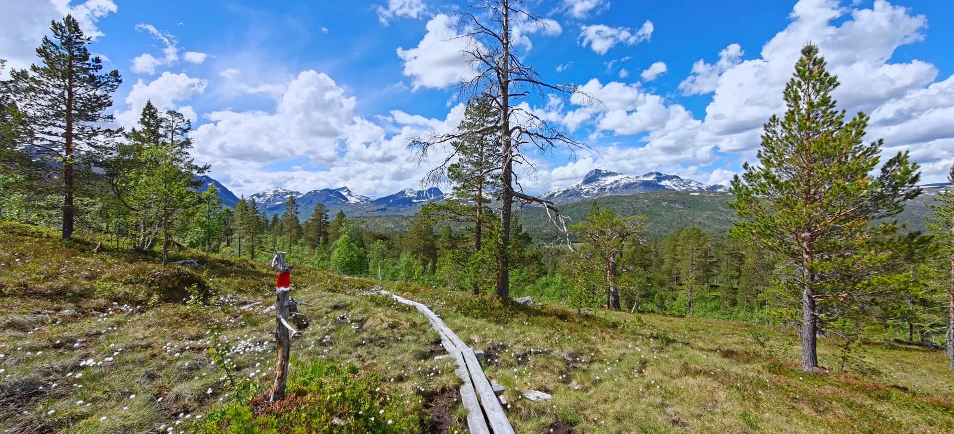 Wooden hiking trail through Trollheimen mountains with snow-capped peaks, pine forest, and cotton grass.