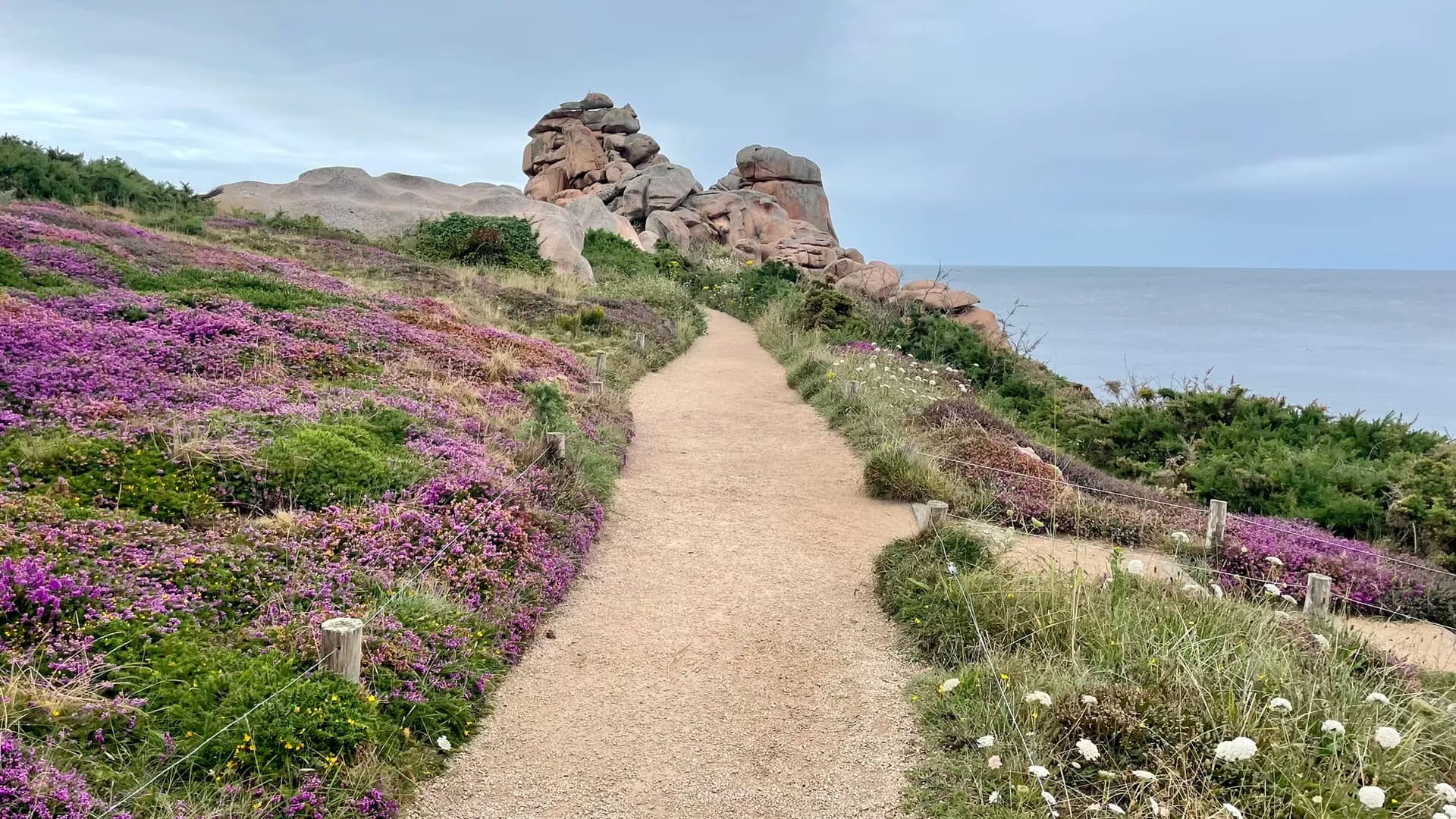 Coastal hiking path in Brittany, France, lined with purple heather and large granite rock formations by the sea.