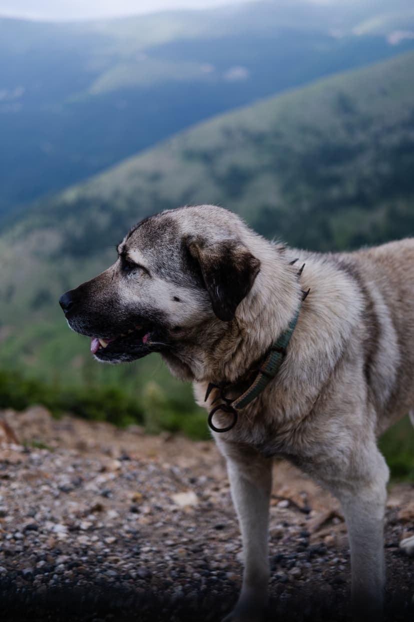 Dog standing on a mountain trail with scenic background landscape