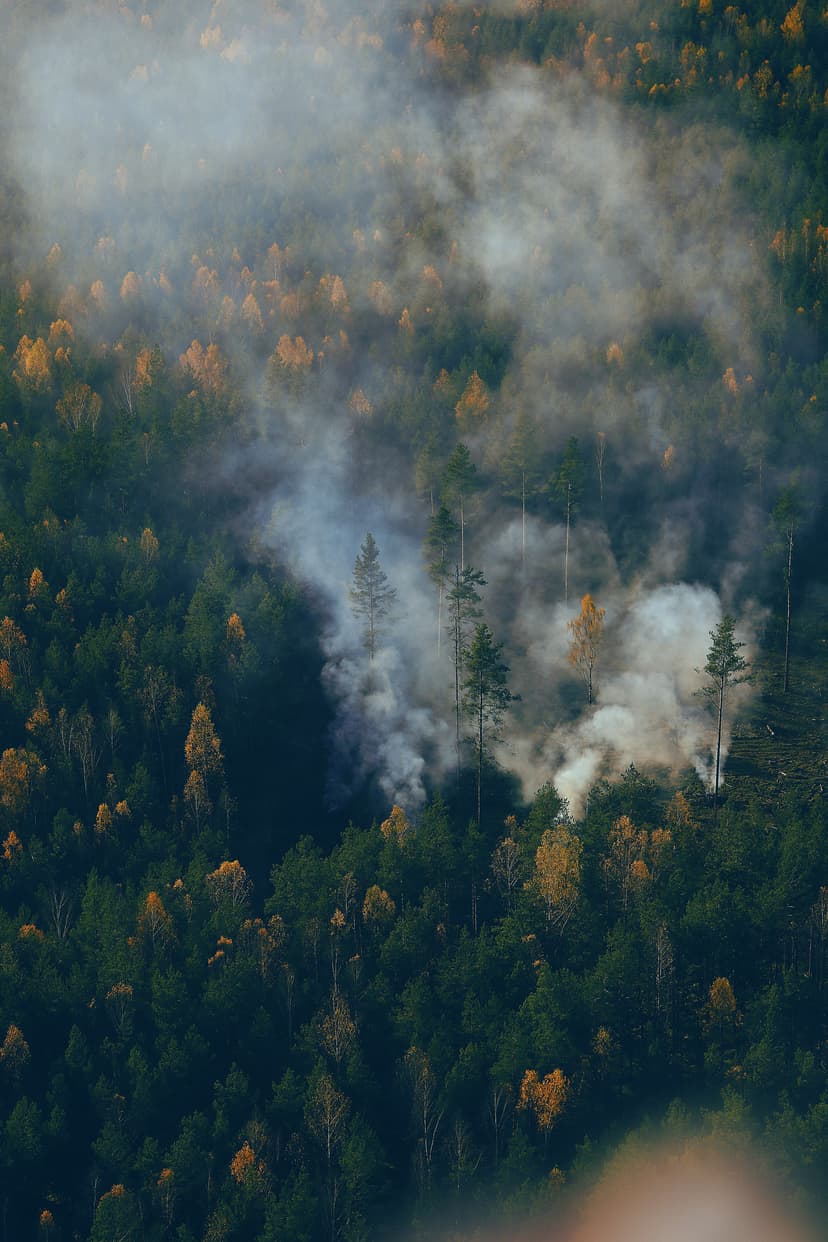 Smoke rising through a dense pine forest with autumn foliage from an aerial perspective
