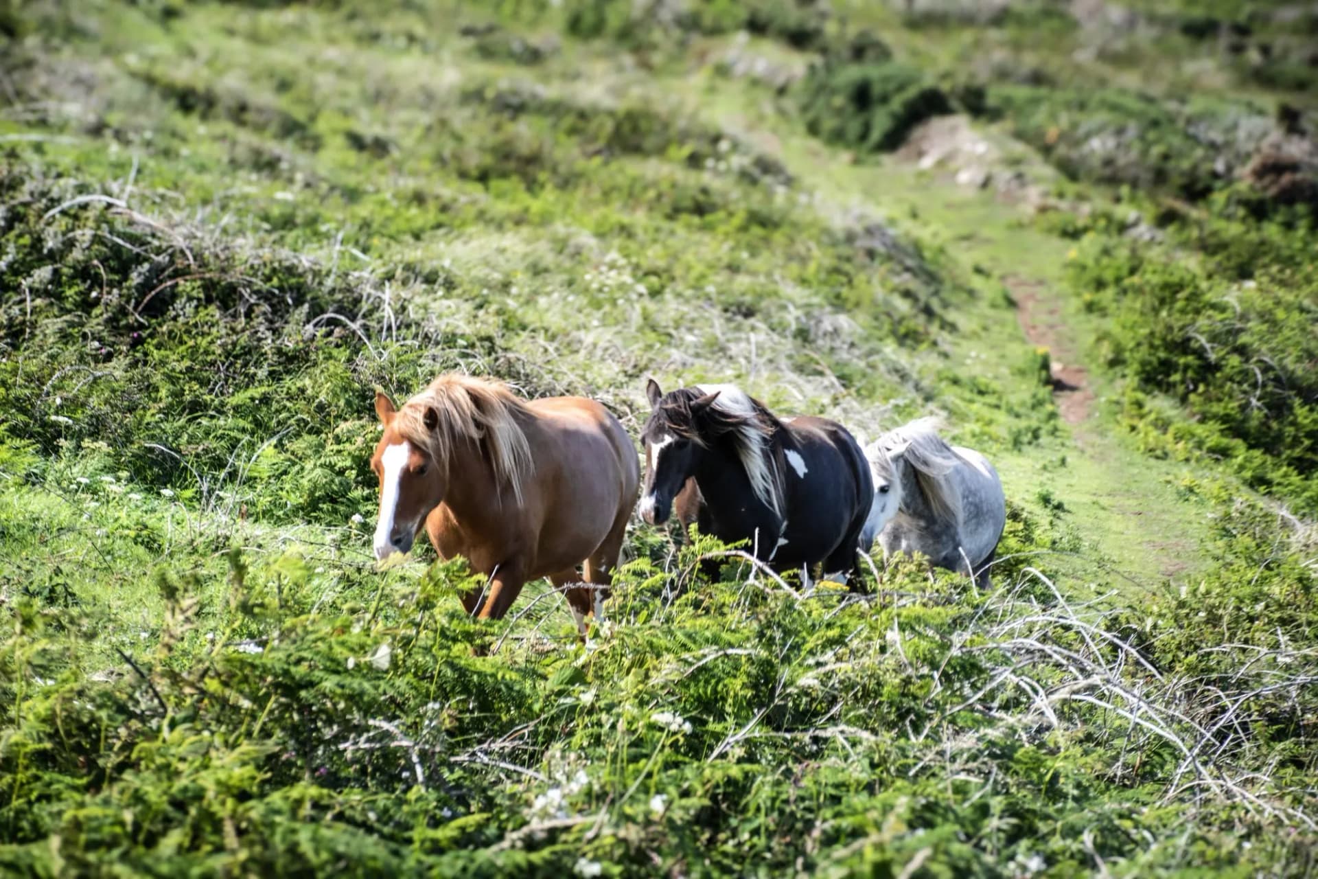 Wild ponies pembrokeshire path
