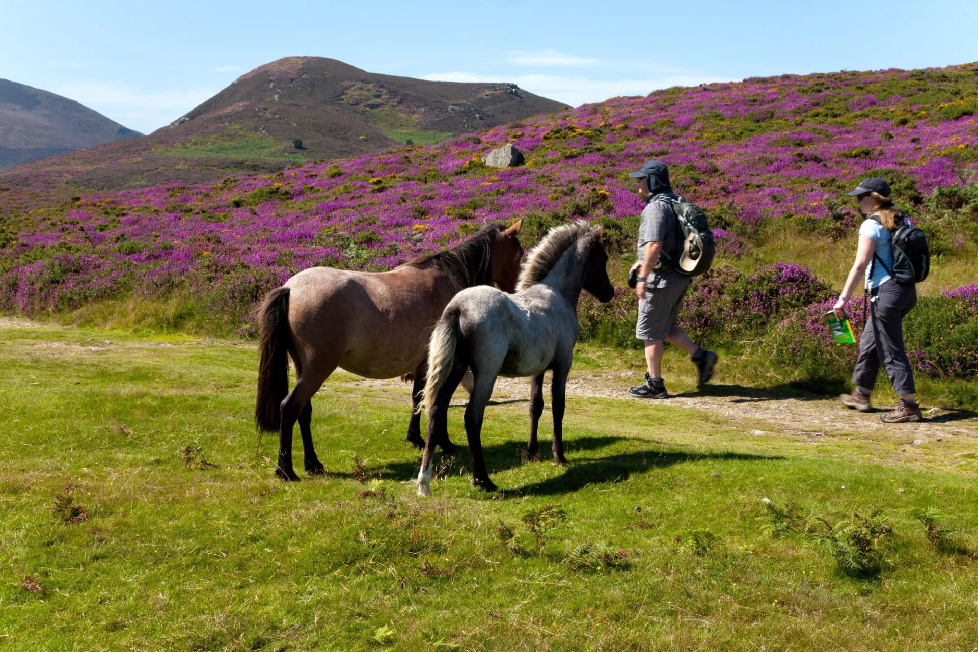 Views from Conwy Mountain