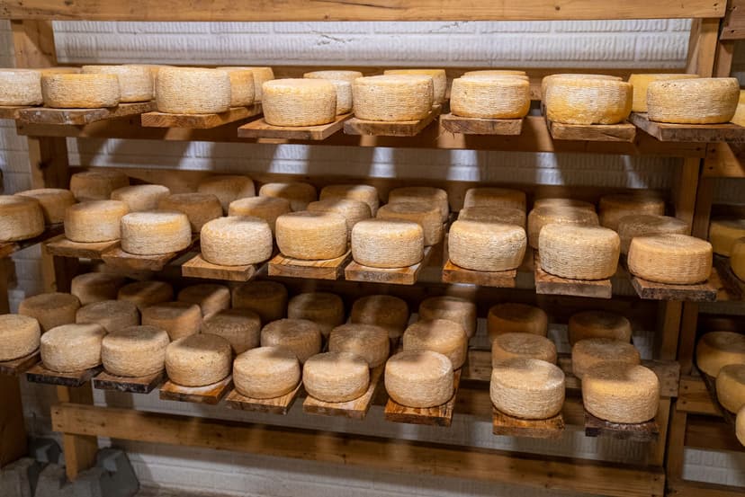 Pecorino cheese wheels ageing on wooden shelves in a curing cellar