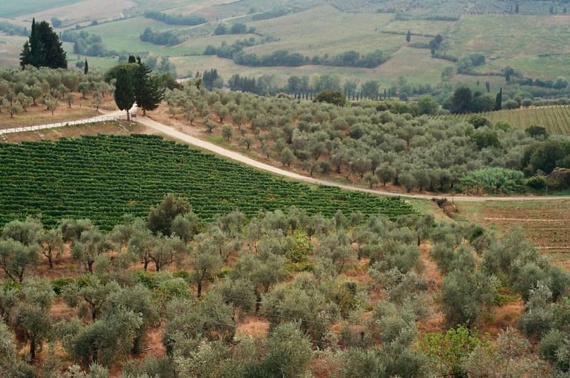 Tuscan landscape featuring rows of olive groves, vineyards, and a winding dirt road