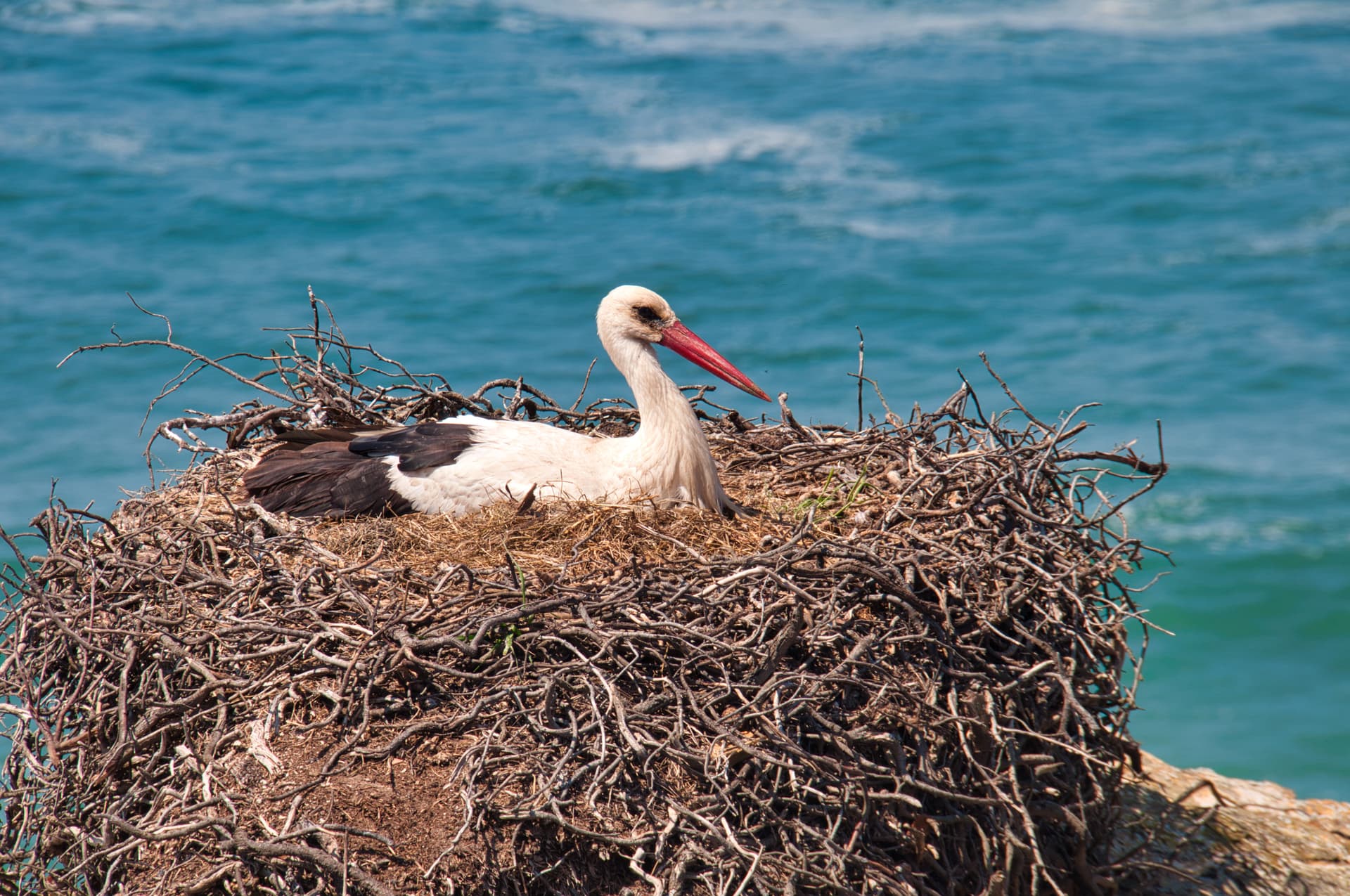 White stork nesting in large stick nest by bright blue ocean water.