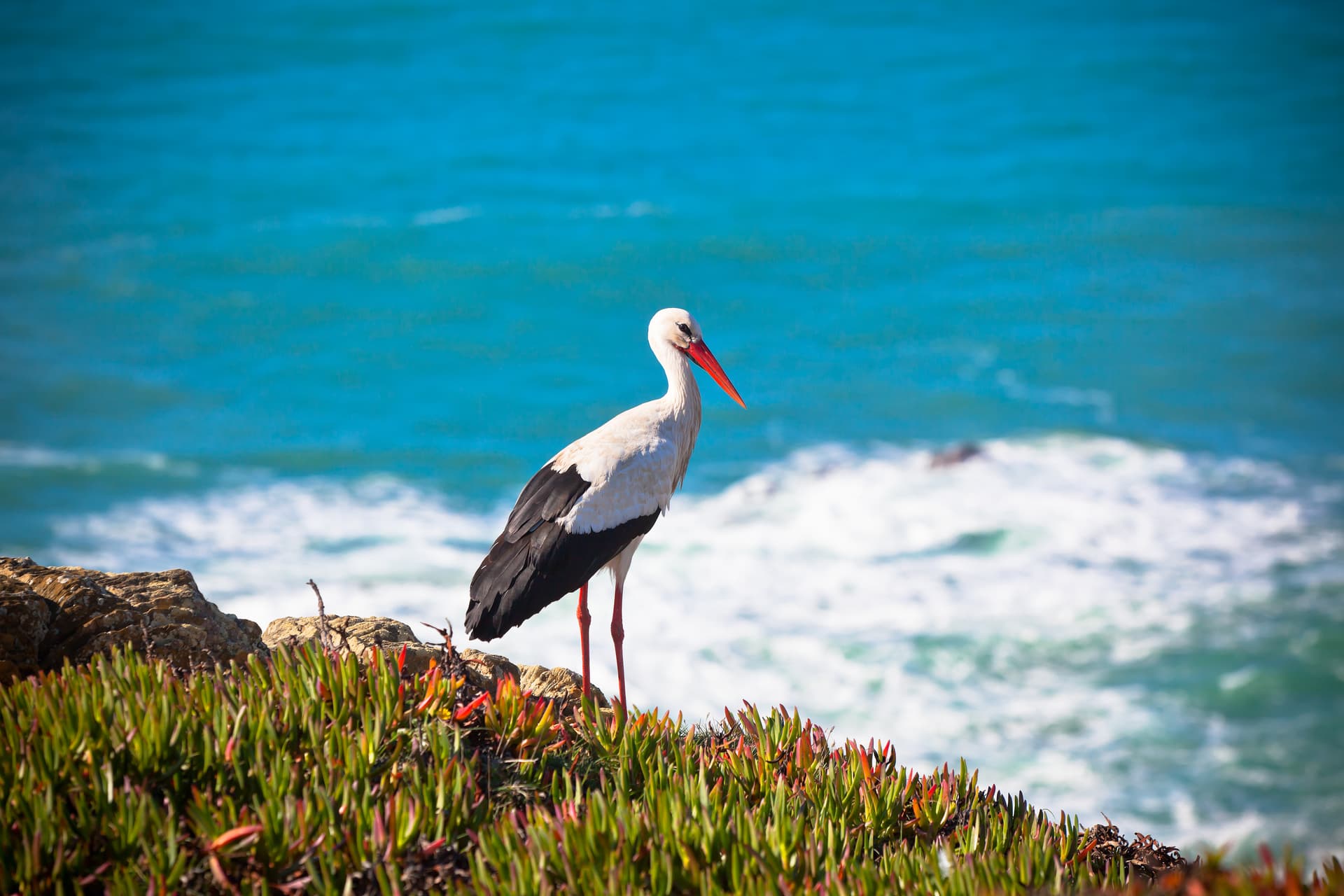 Stork on a cliff edge with succulent plants overlooking the bright blue, churning ocean in Western Portugal.