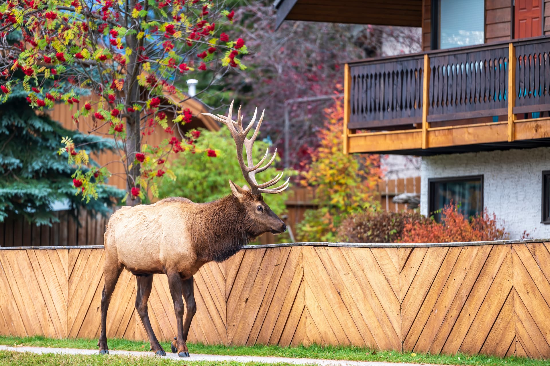 Bull elk with large antlers near a wooden fence and cabin in autumn, Jasper National Park.