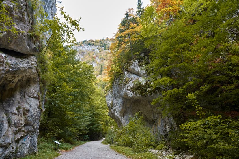 Walking path through a rocky canyon with autumn foliage and lush green forest