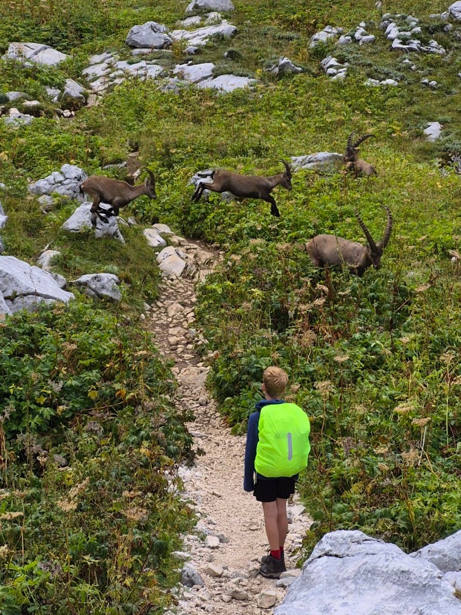Hiker with bright green backpack on mountain trail watching ibex jumping among rocks