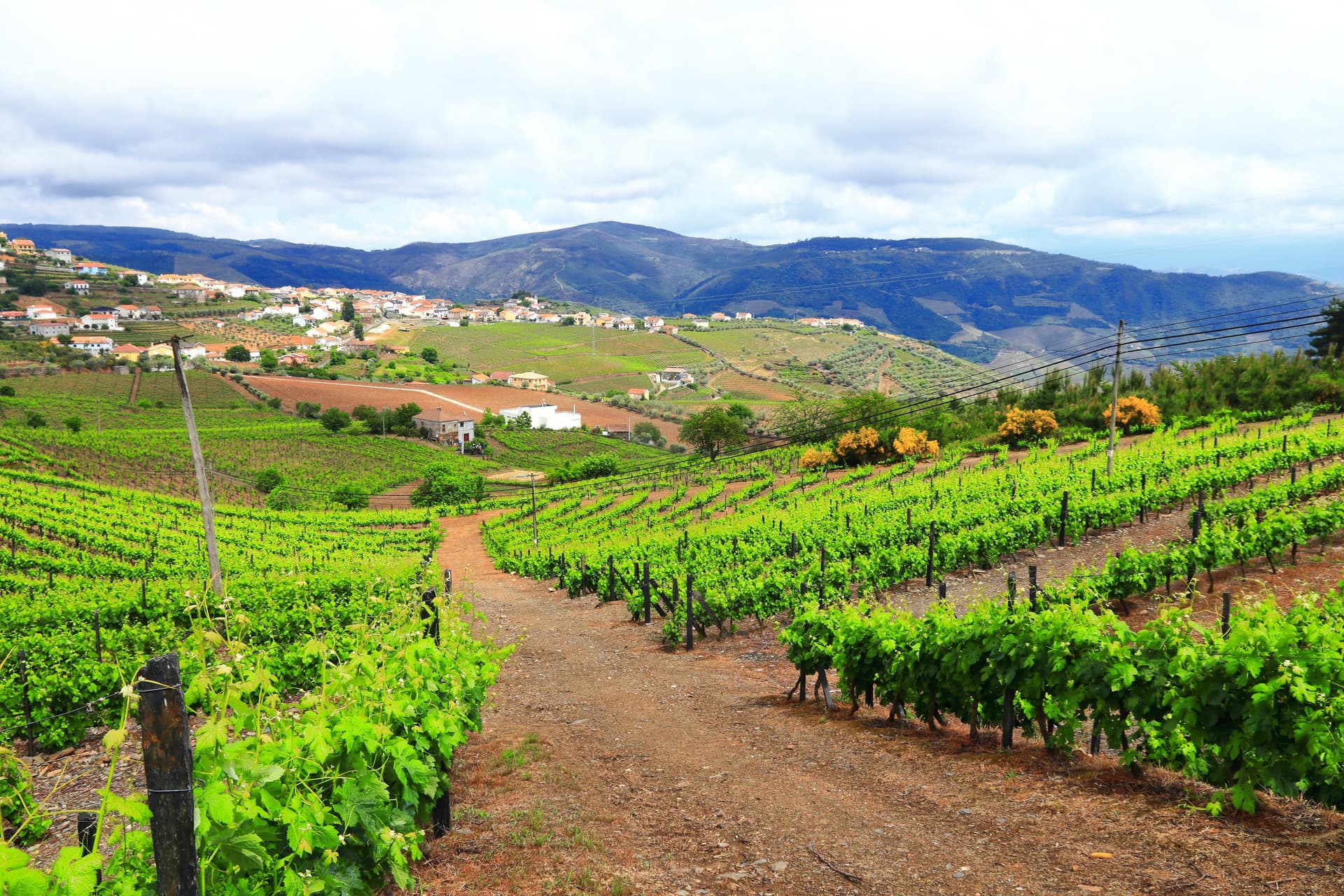 Vineyard landscape with bright green vines, dirt path, and village on hills in Douro, Portugal.