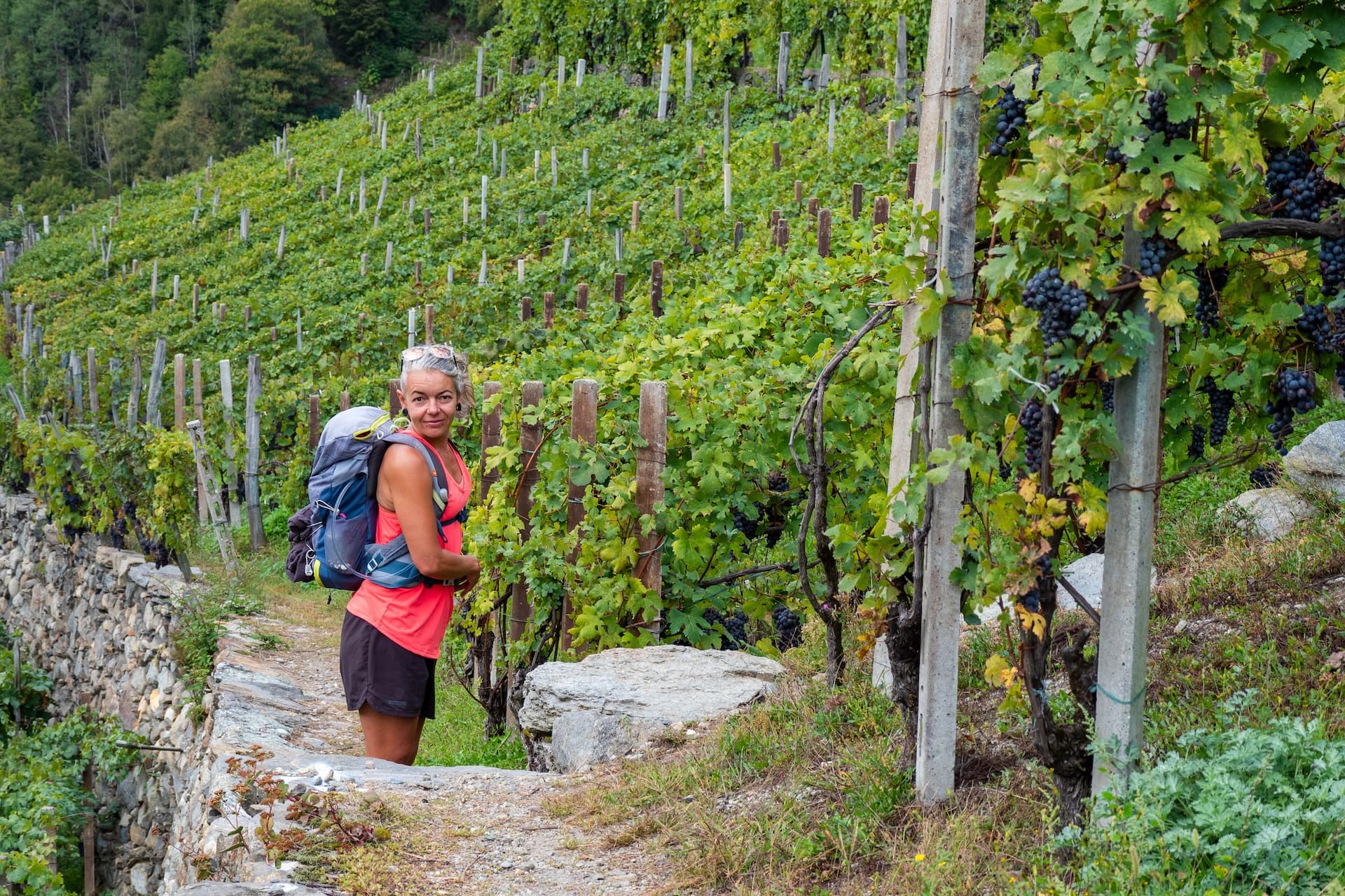 Hiker with backpack on path through steep vineyard with ripe dark grapes.