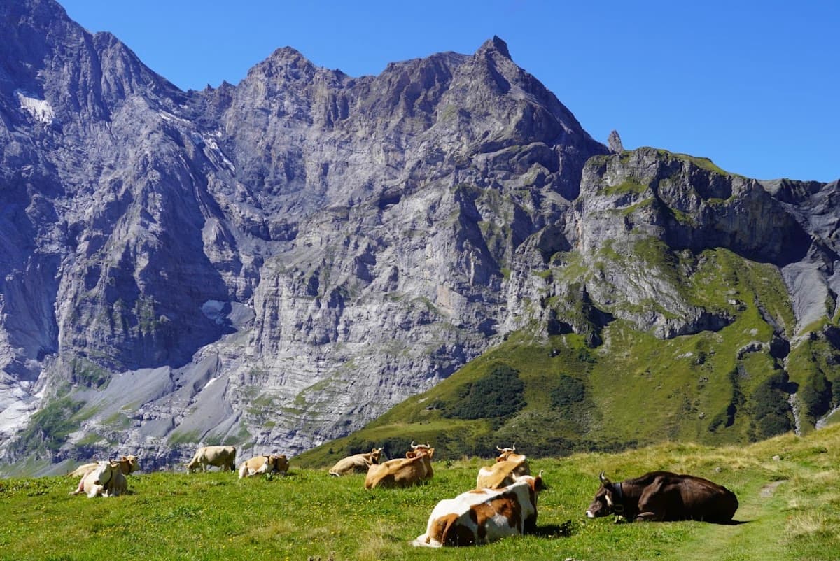 Cows grazing in a green alpine meadow with rocky mountain peaks in the background