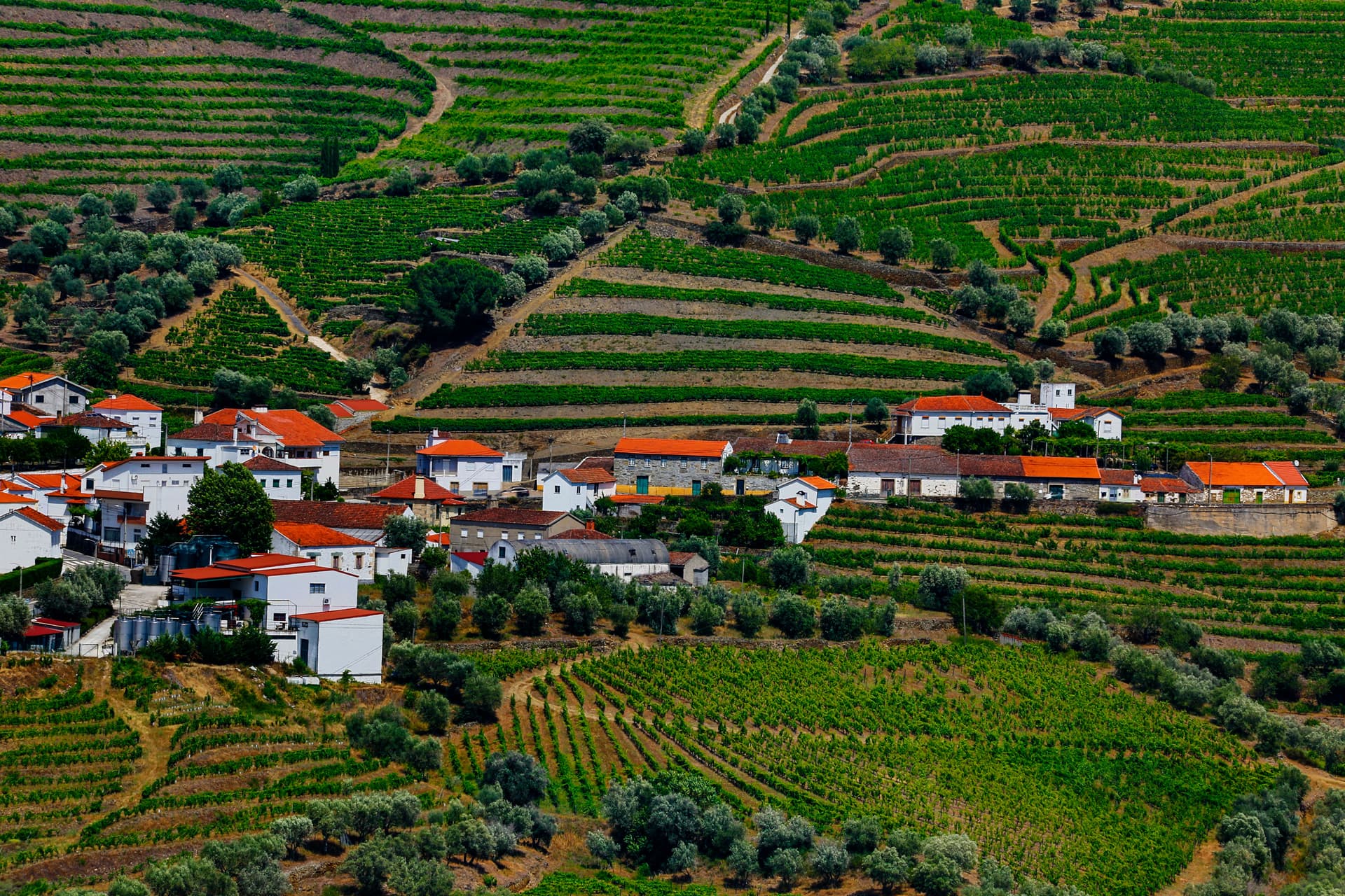 Village nestled among terraced vineyards and olive groves at Miradouro Casa de Casal de Loivos viewpoint.