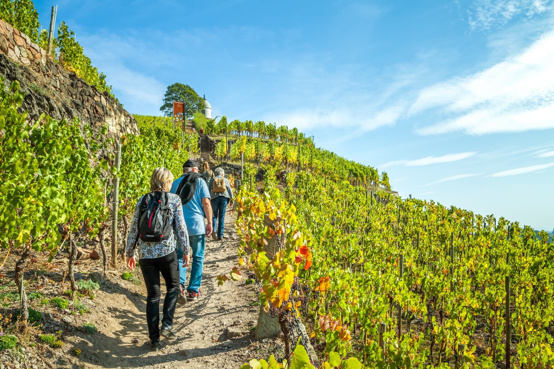 Hikers walking up a path through lush vineyards near Radebeul under a blue sky.