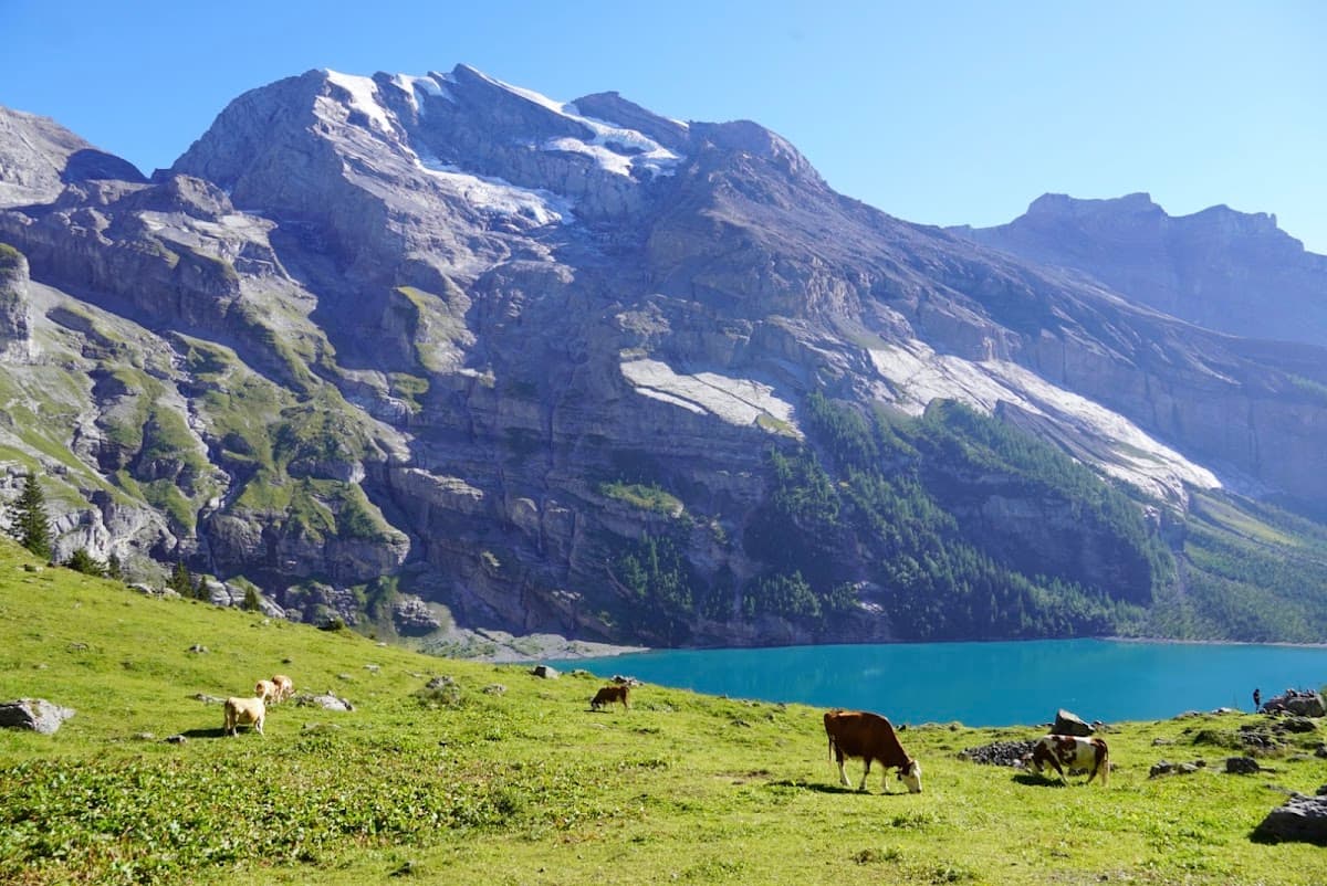 Cows grazing in a green meadow near a turquoise alpine lake with rocky mountains
