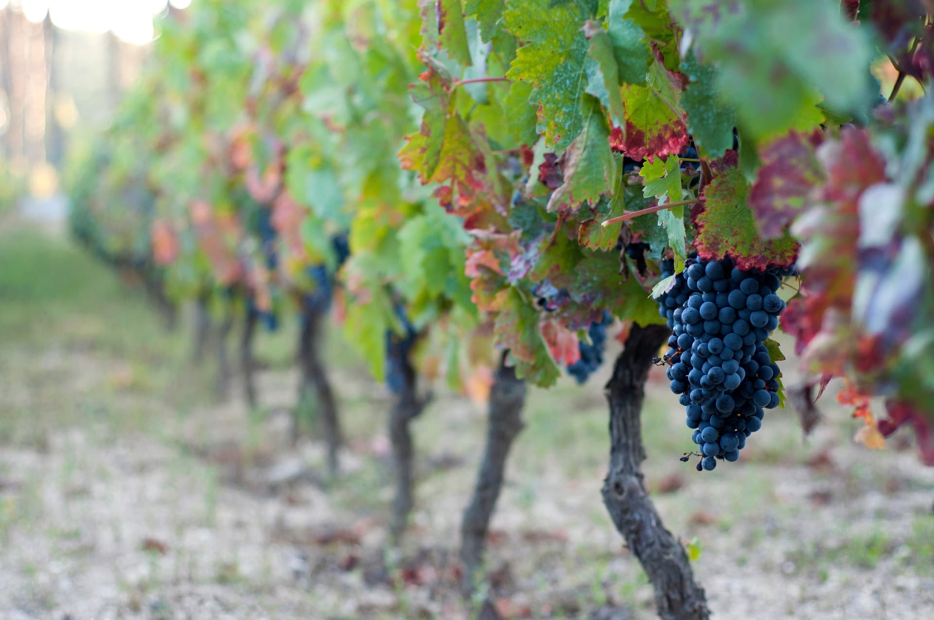 Cluster of dark grapes hanging from a vine in a vineyard with colorful autumn leaves