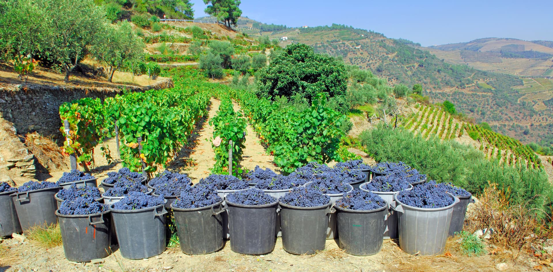 Grape harvest with buckets of dark grapes in terraced vineyards in Pinhão, Douro Valley, Portugal.