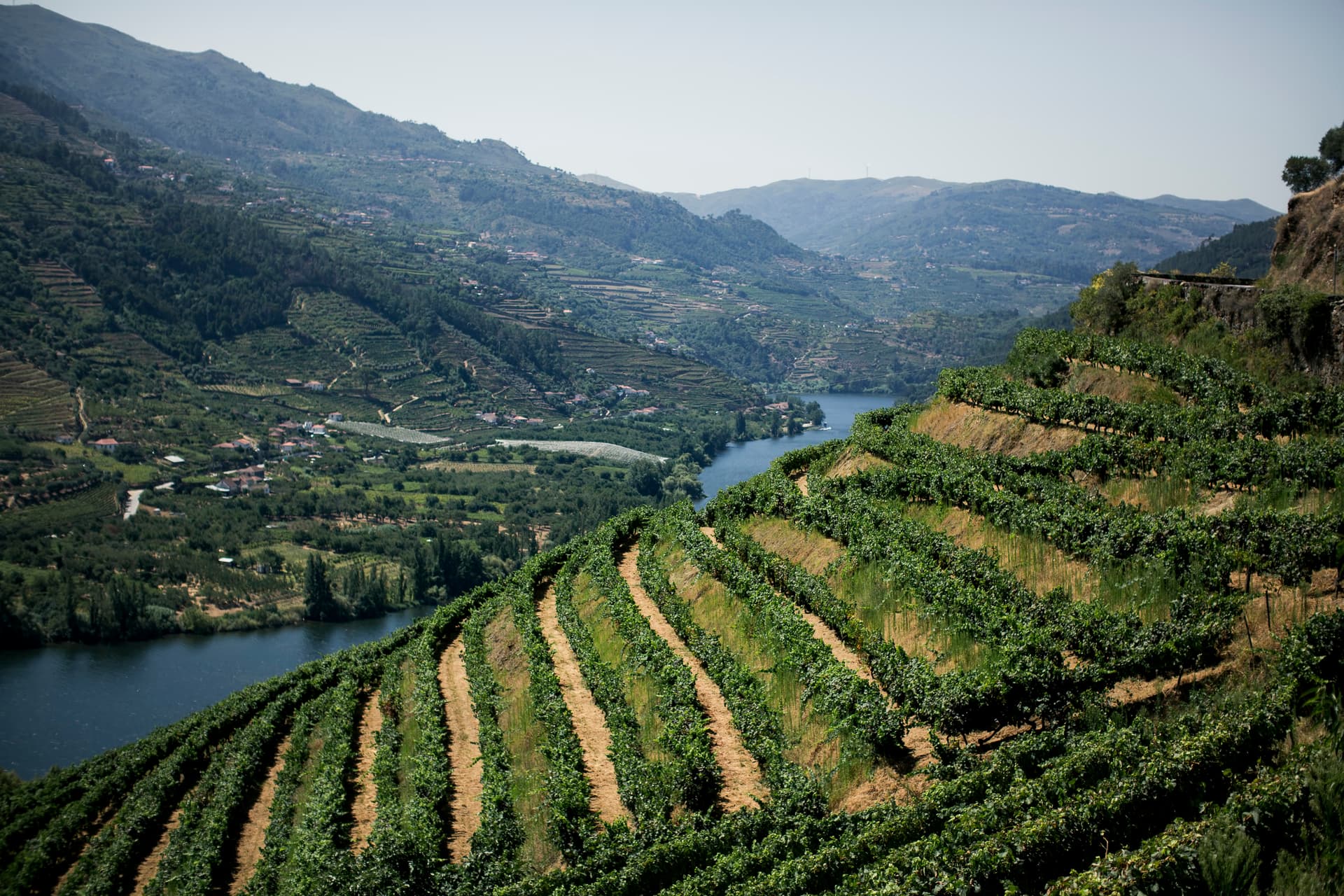 Terraced vineyards overlooking the Douro River Valley in Portugal with green rolling hills.