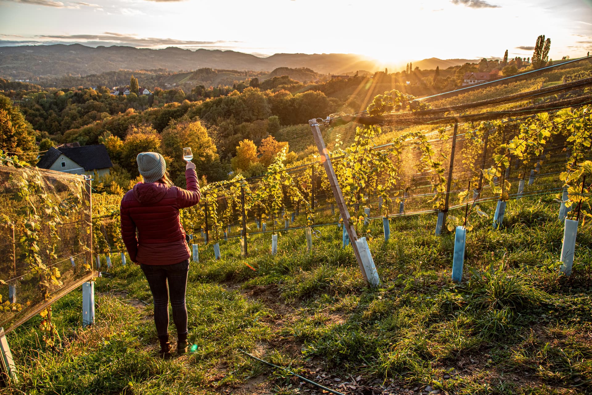 Woman with wine glass in sunlit vineyard overlooking rolling hills in Südsteiermark