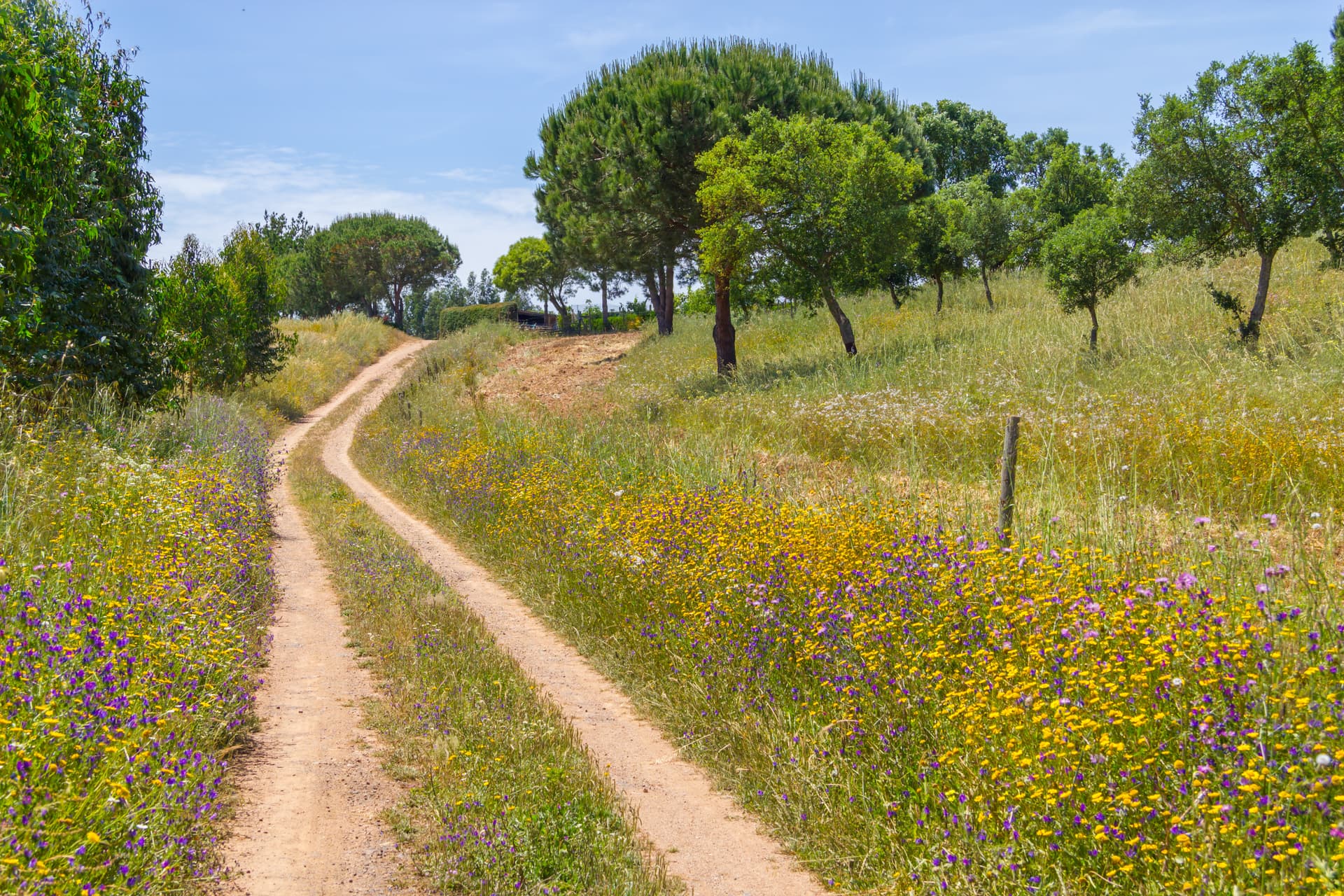 Winding dirt farm road through fields of yellow and purple wildflowers in Vale Seco, Santiago do Cacem.