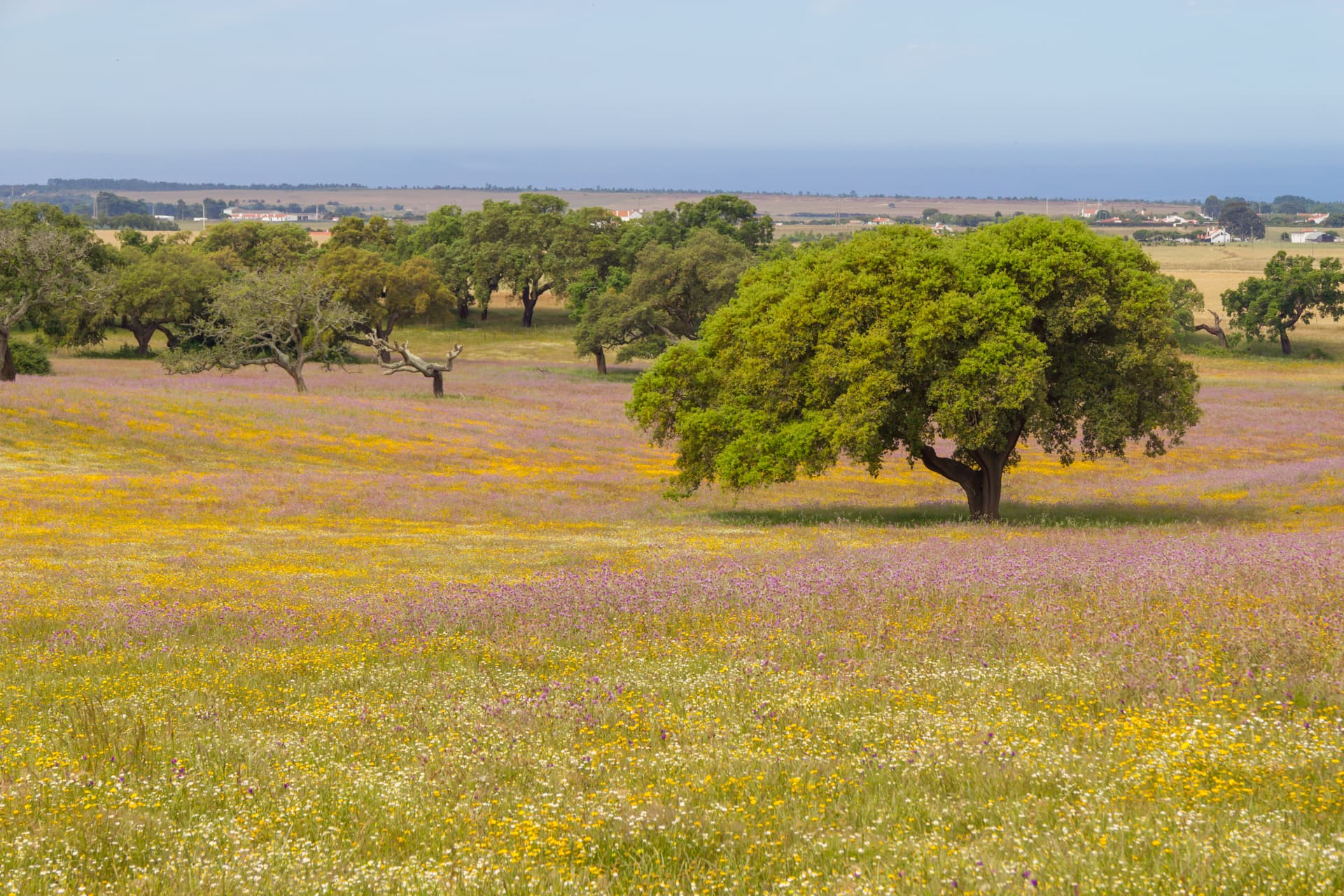 Farm field with yellow and purple wildflowers, cork trees, and distant sea view in Porto Covo.