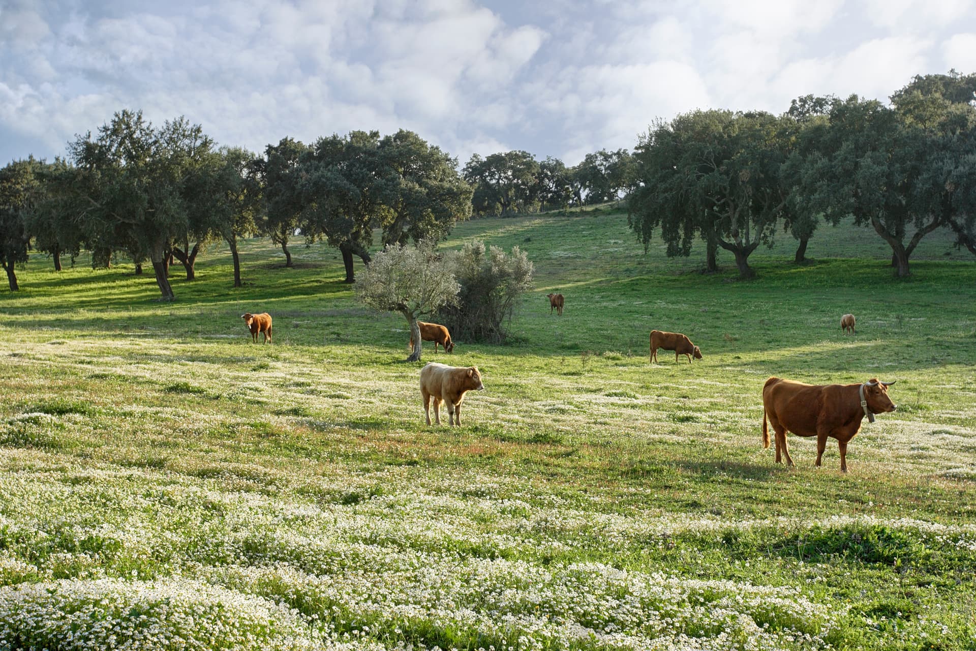 Cattle grazing in a green Alentejo plain field covered with white wildflowers under a cloudy sky.