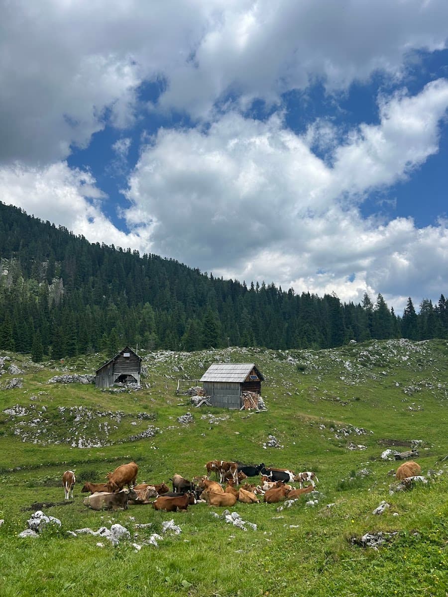 Cows grazing in a green alpine meadow with wooden barns and mountain forest background