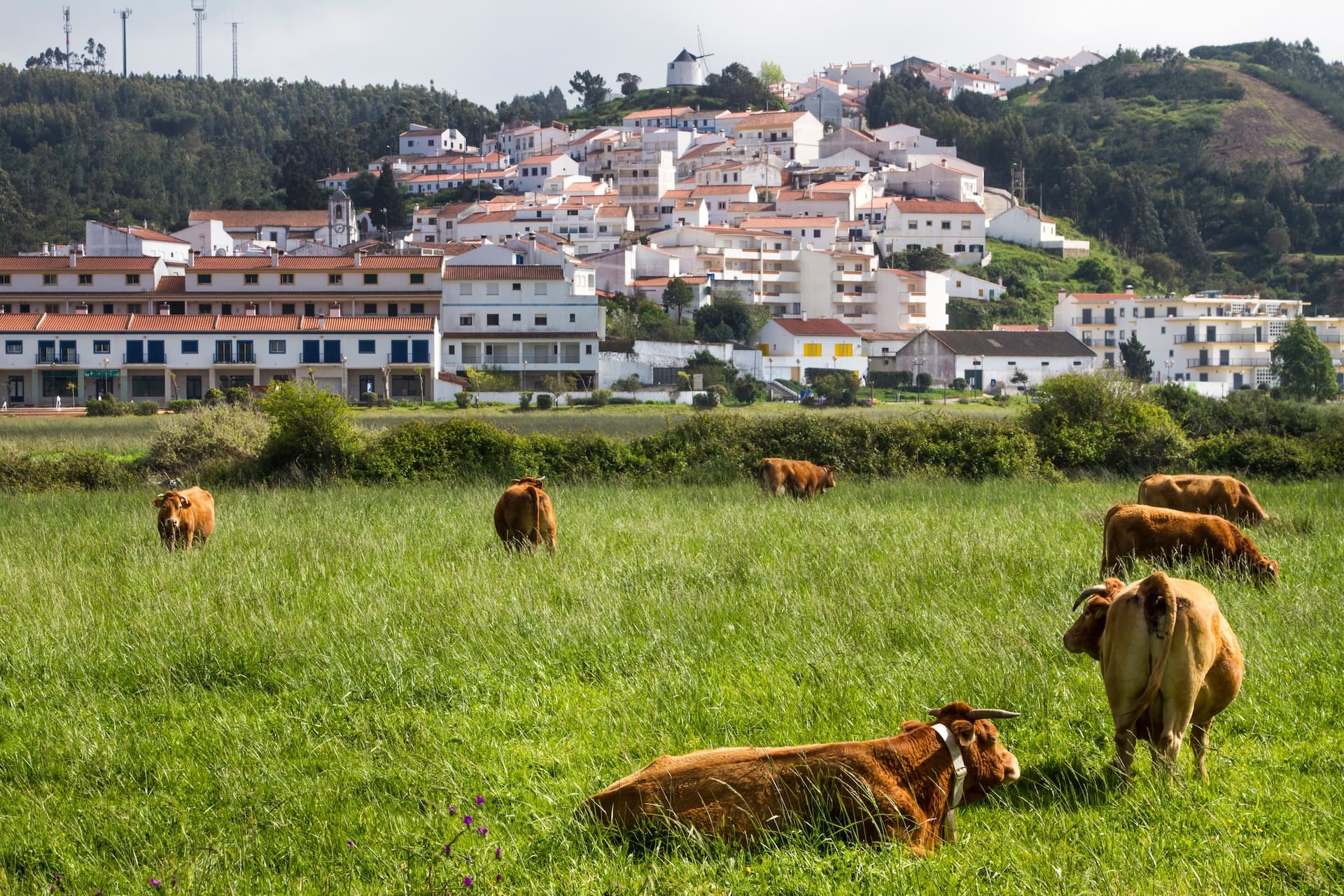 Cows grazing in green field with white village on hillside in Odeceixe