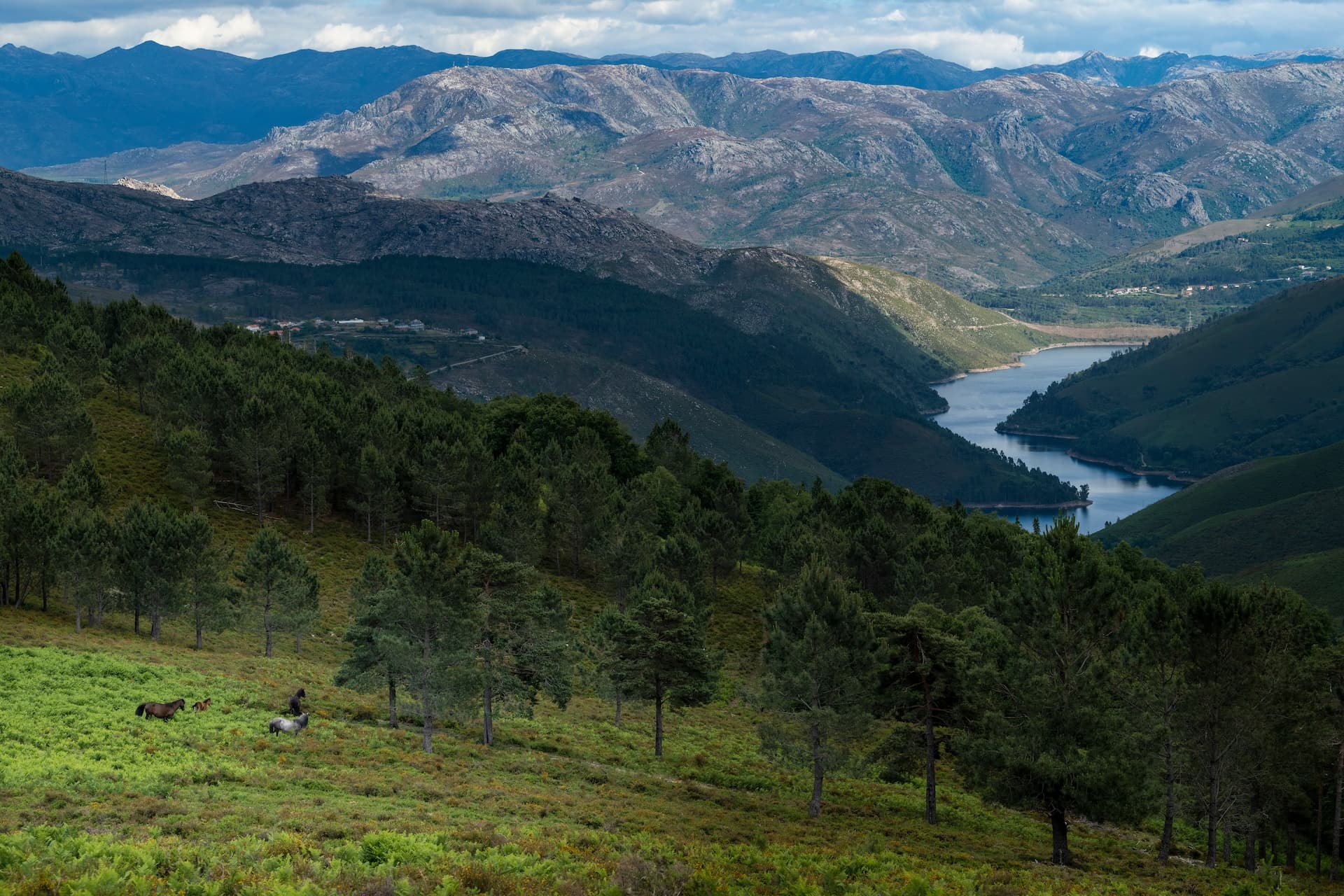 Horses grazing on green hillside overlooking a winding river valley and mountains in Peneda-Gerês.