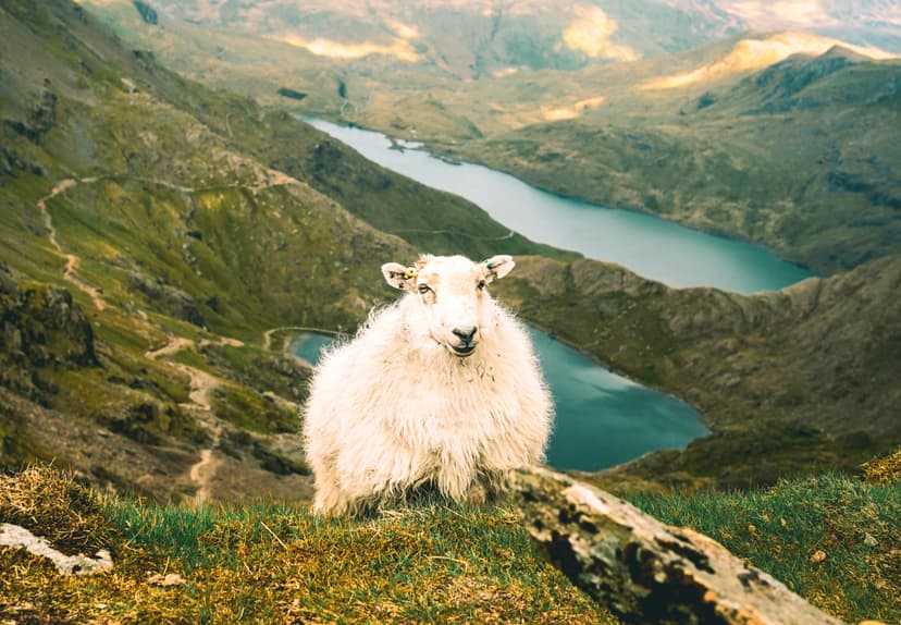 Fluffy white sheep standing on a mountain ridge above alpine lakes
