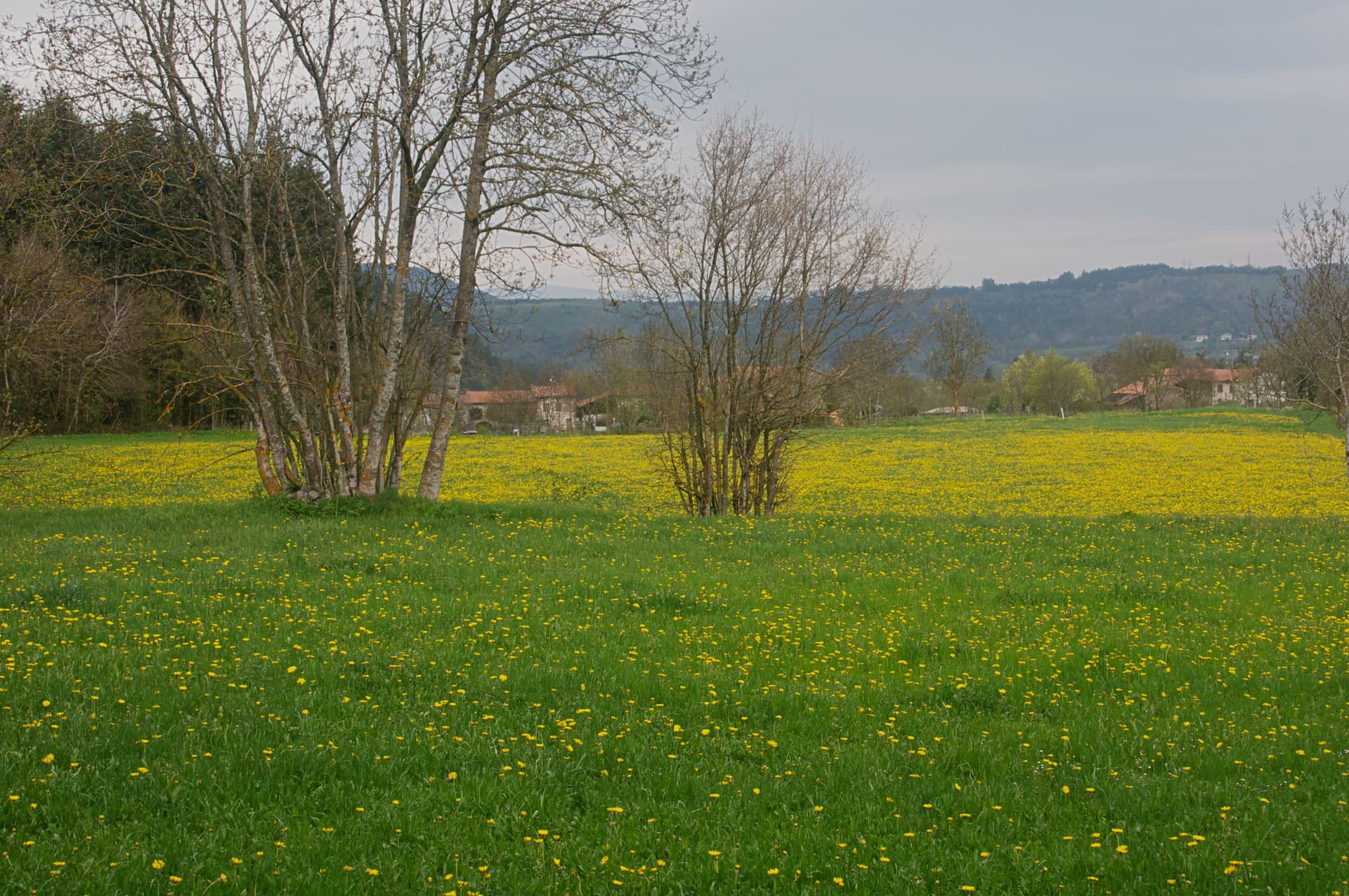 Green field covered in yellow dandelions, bare trees, and distant rolling hills under a gray sky.