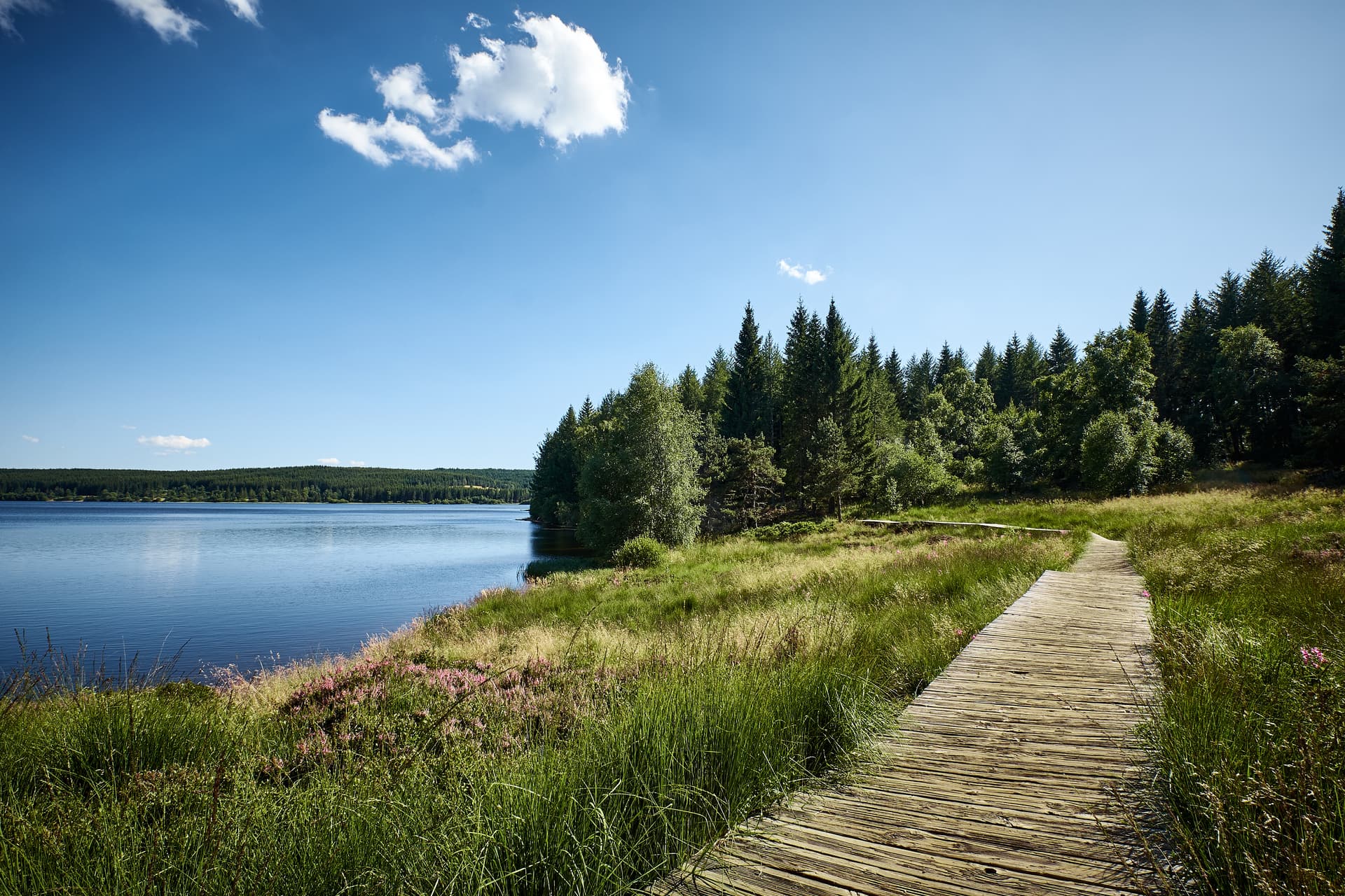 Wooden boardwalk along a lake shore with tall grass and pine forest, Lac de Charpal in summer.