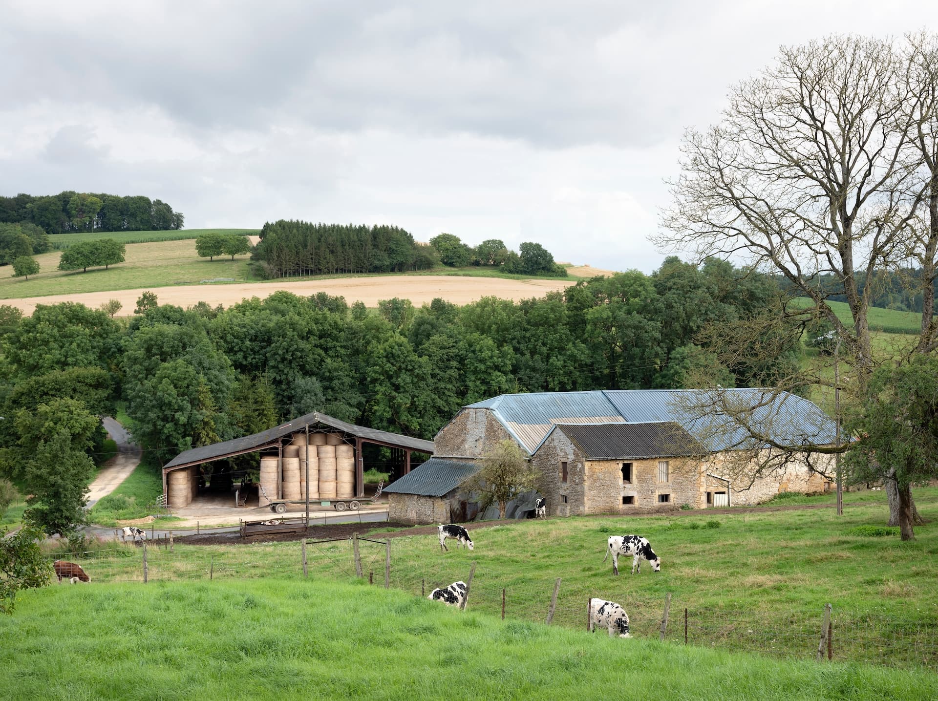 Cows grazing in green pasture near stone farm buildings and hay bales in rolling countryside.