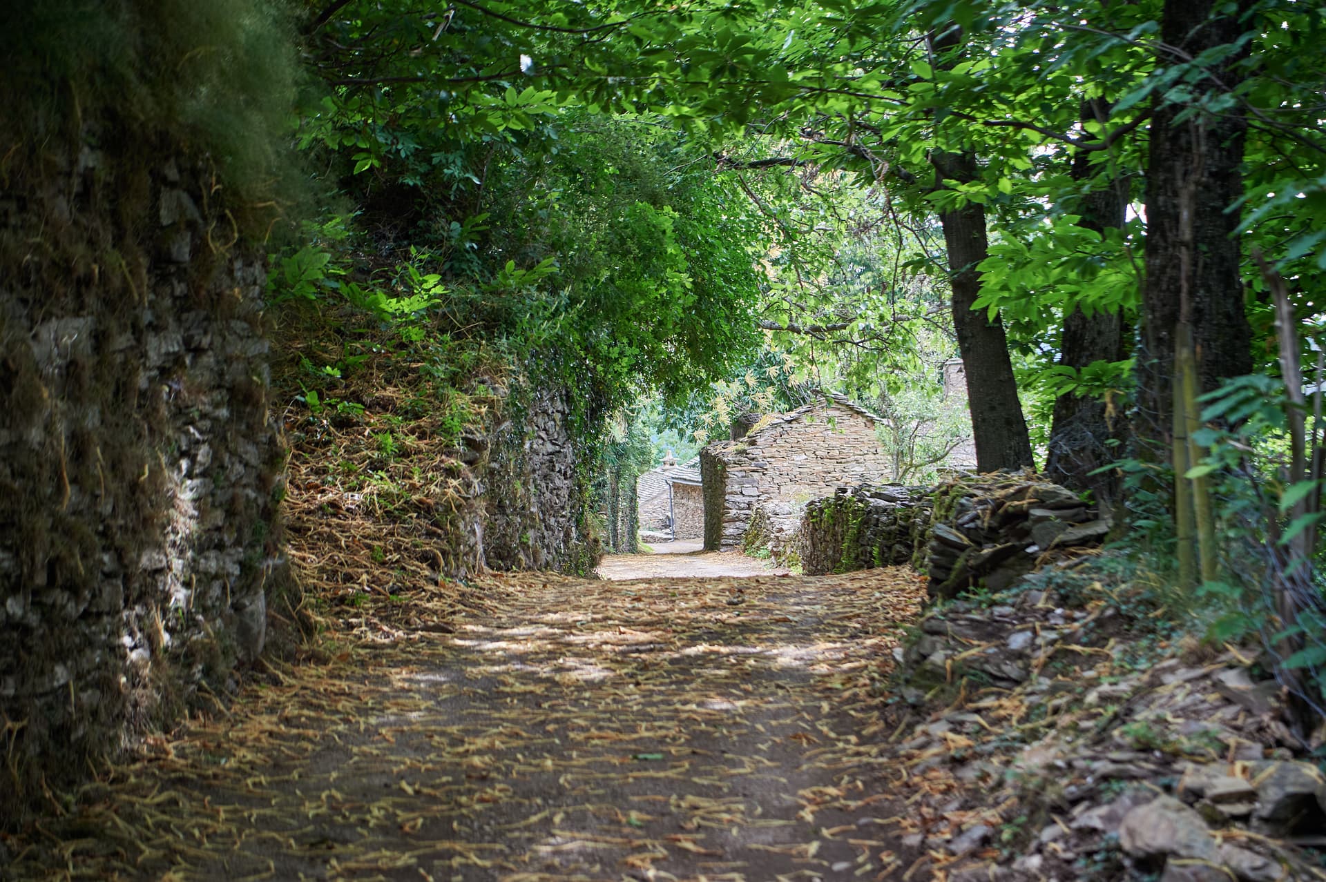 Dirt forest trail leading to stone houses under lush green trees with scattered yellow debris.