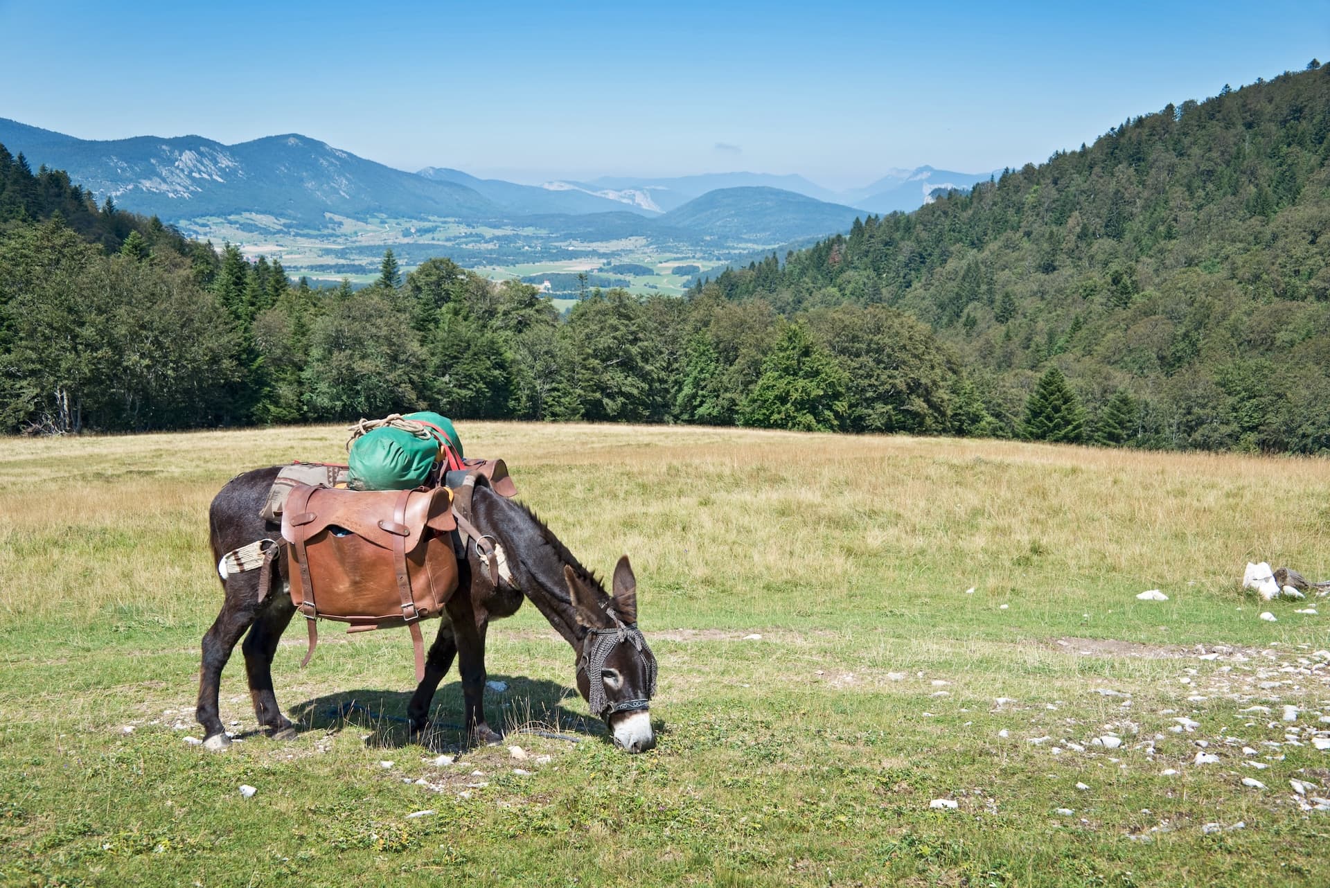 Pack donkey grazing in meadow with forested hills and distant mountains, GR70 trail.