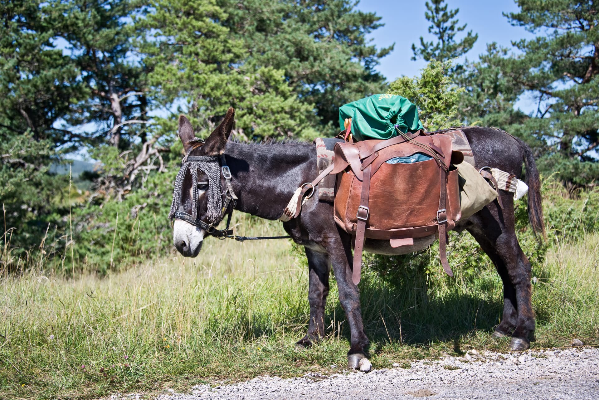 Pack donkey with leather saddlebags on a gravel path near grassy hillside and pine trees in France.